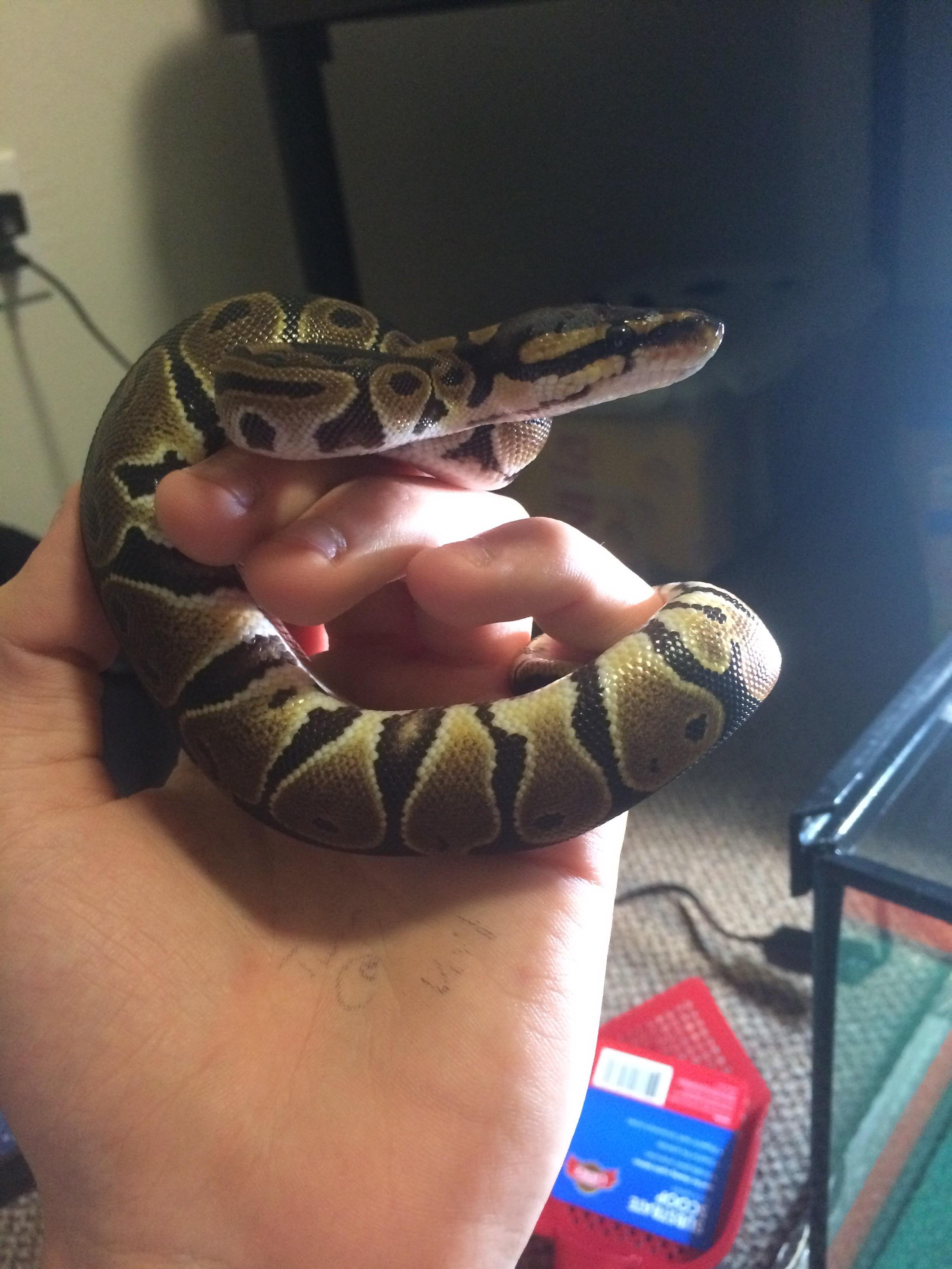Reddit, meet my new friend. Very chill Ball Python. So excited. r/snakes