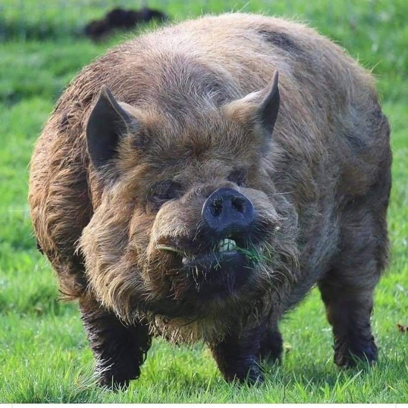 Absolute unit of a hog r/AbsoluteUnits