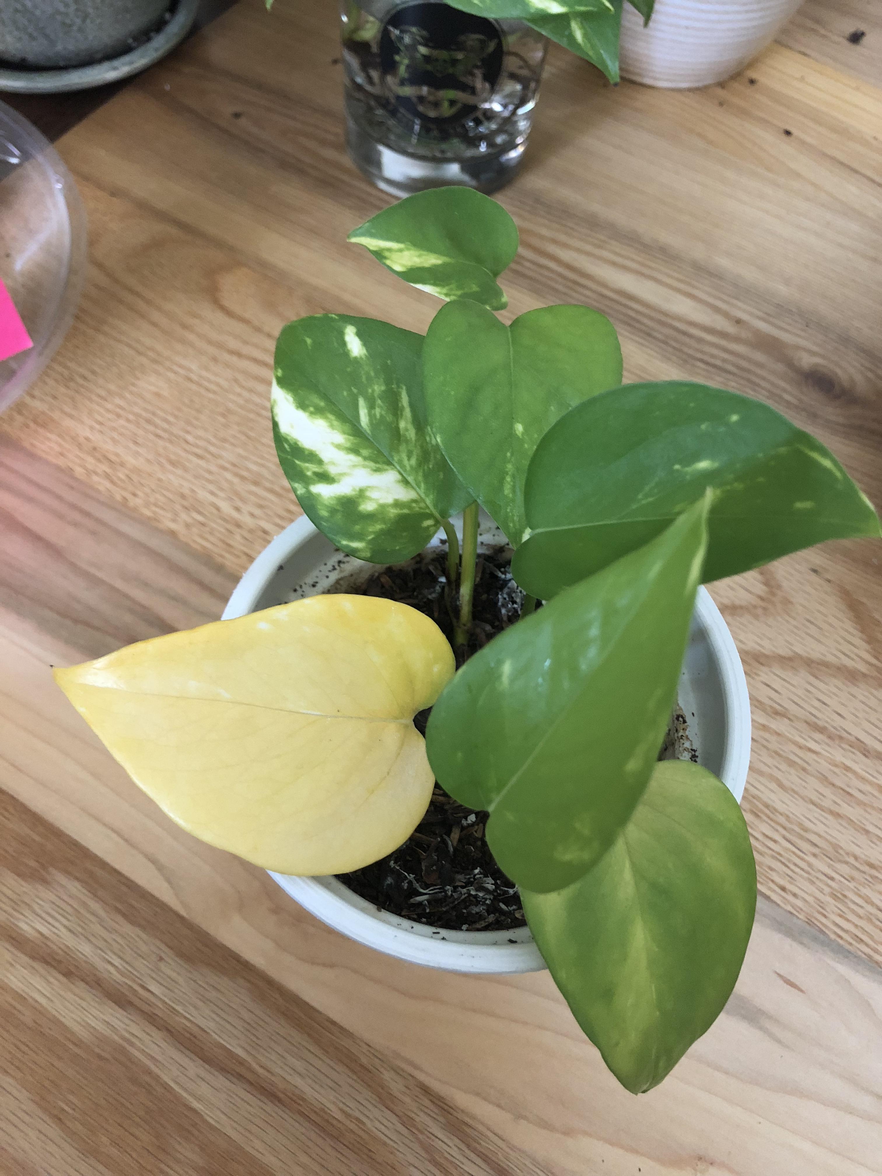 Why are these pothos leave turning yellow on me?