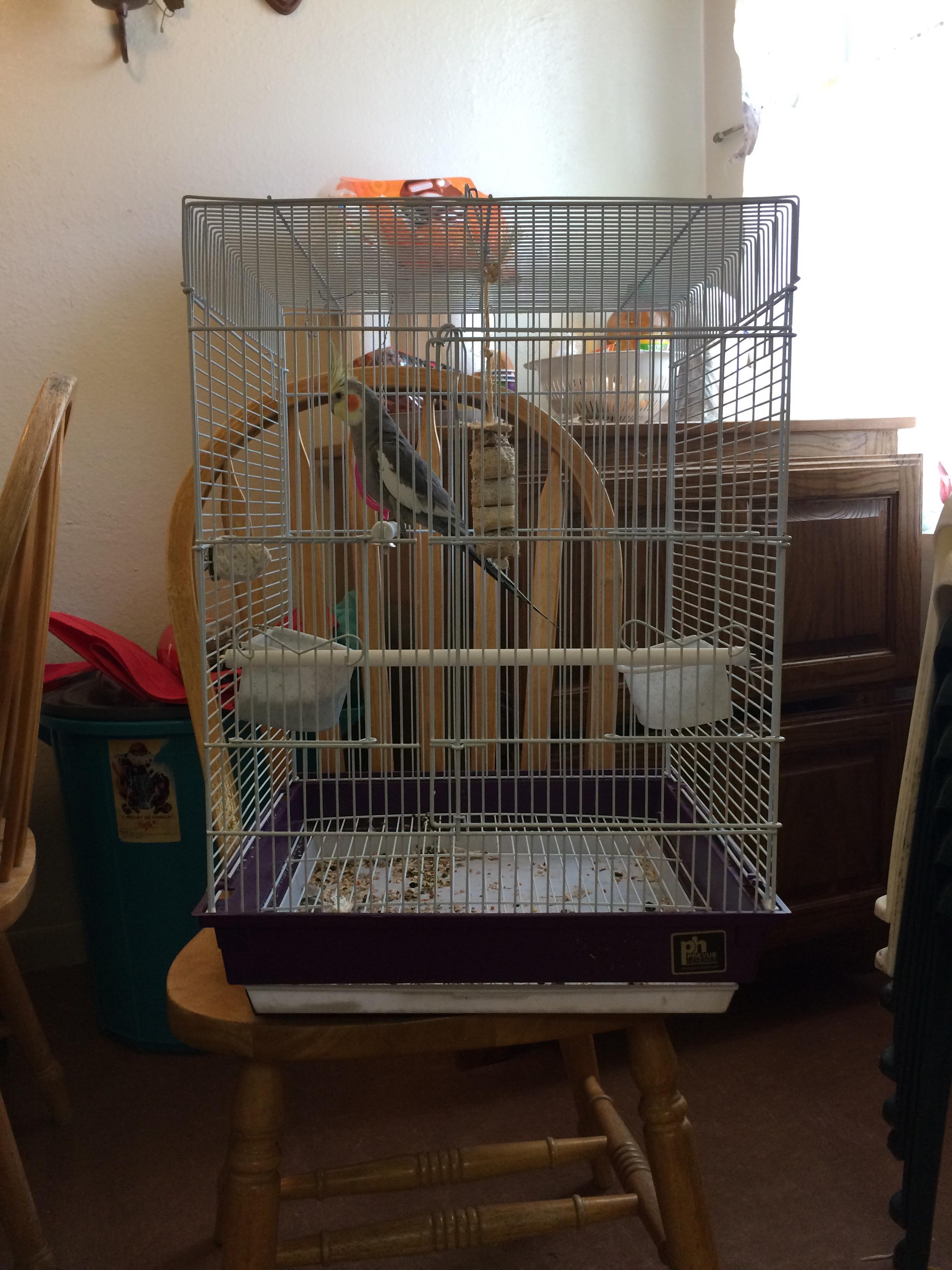 Is my cage big enough for 2 cockatiels? (Birb for scale) r/cockatiel