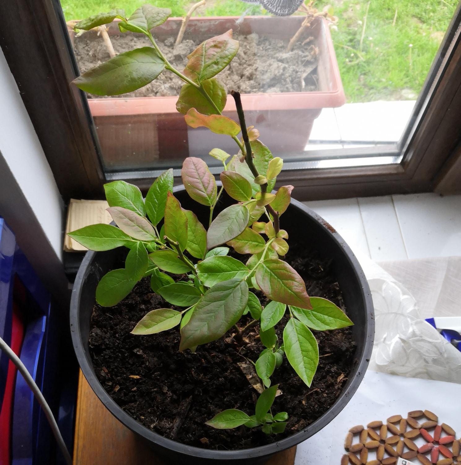 Is my blueberry bush healthy? Why are the tips of the leaves turning