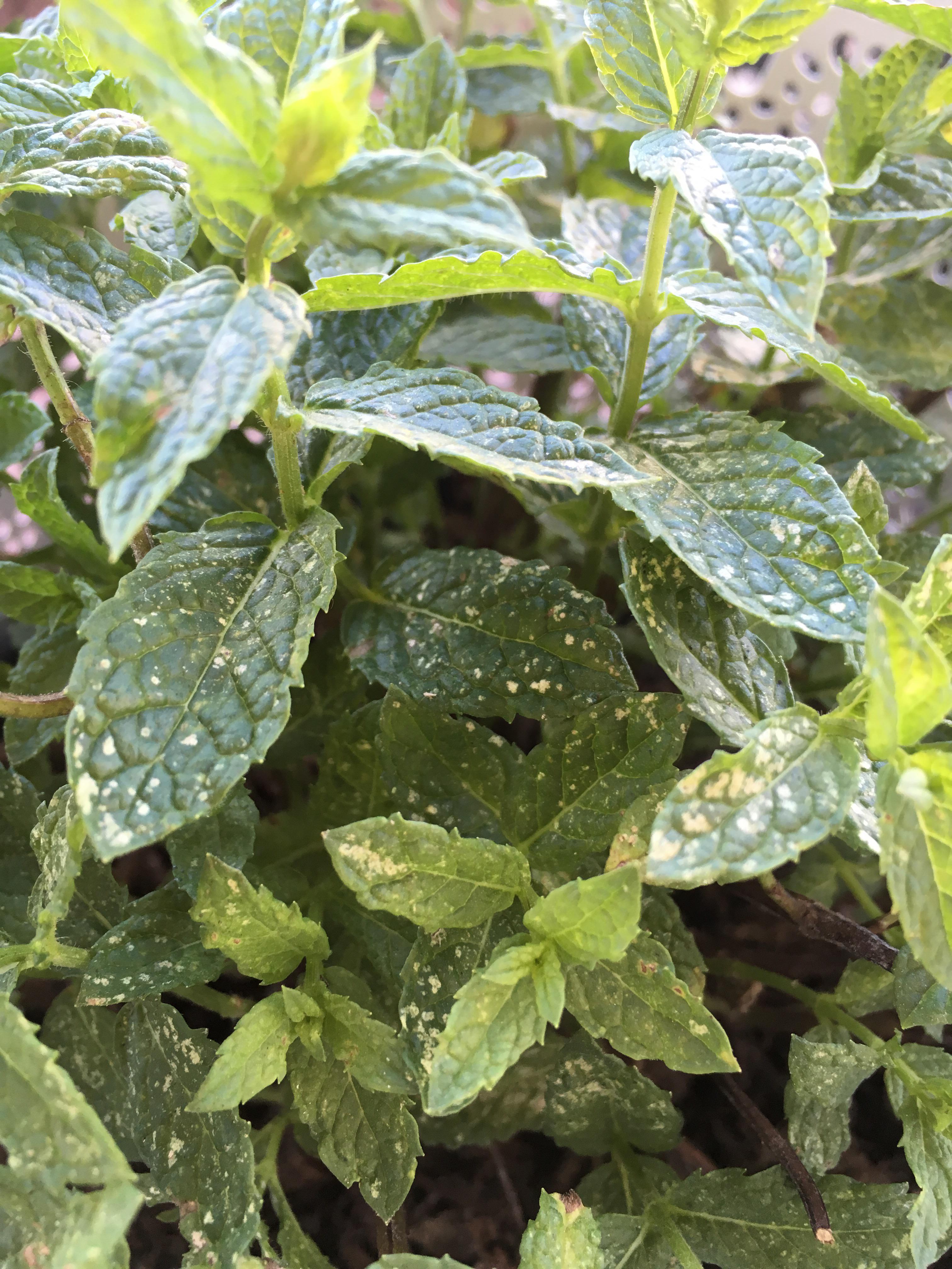 Why is my mint getting these white spots? The leaves feel quite stiff