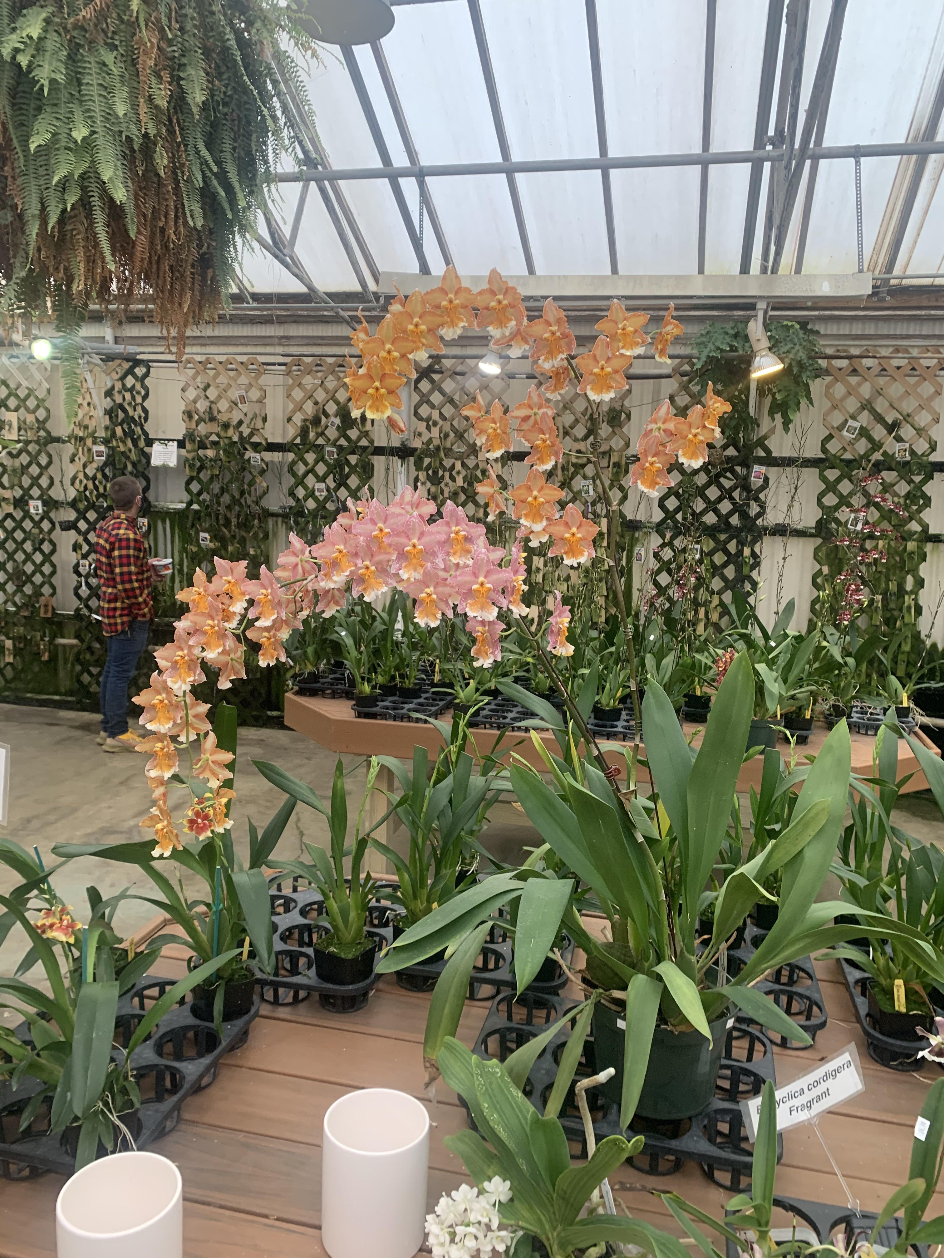 Beautiful huge orchid at my local greenhouse 🥰 r/orchids