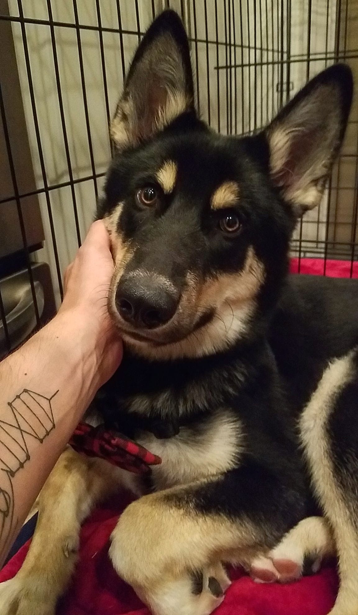 Meet Chaser, the 4 month old shepard/husky mix I just adopted from a