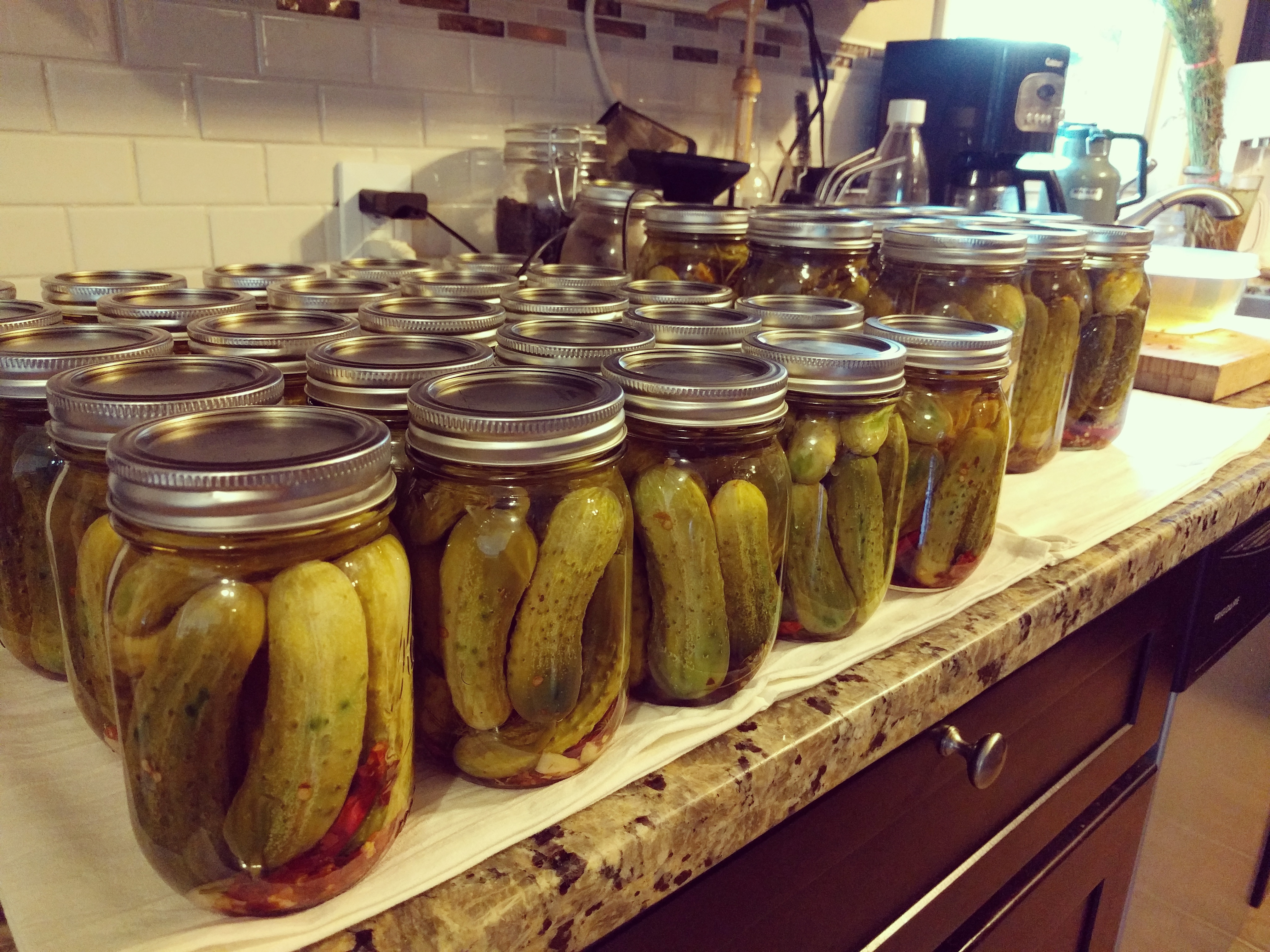 Spicy Garlic Dill Pickles. Round One! r/Canning