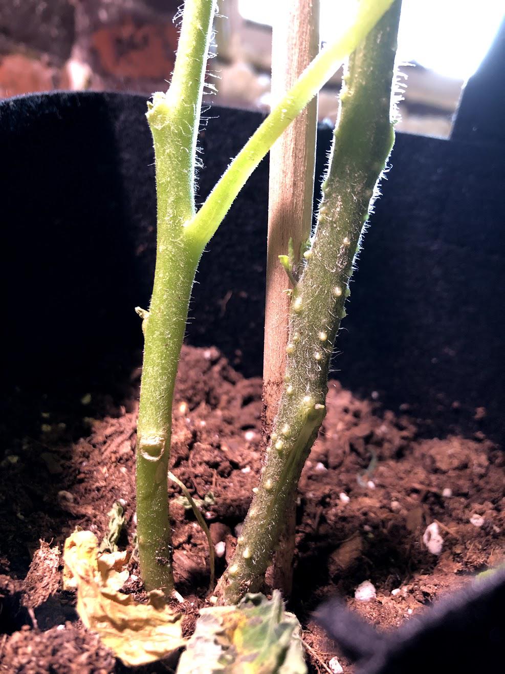 What are these bumps on the main stem of my tomato plant? r