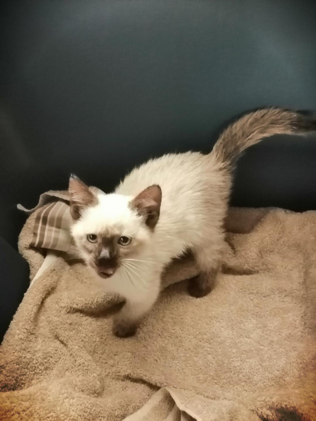 found stray kitten, how to care for it? r/Kitten