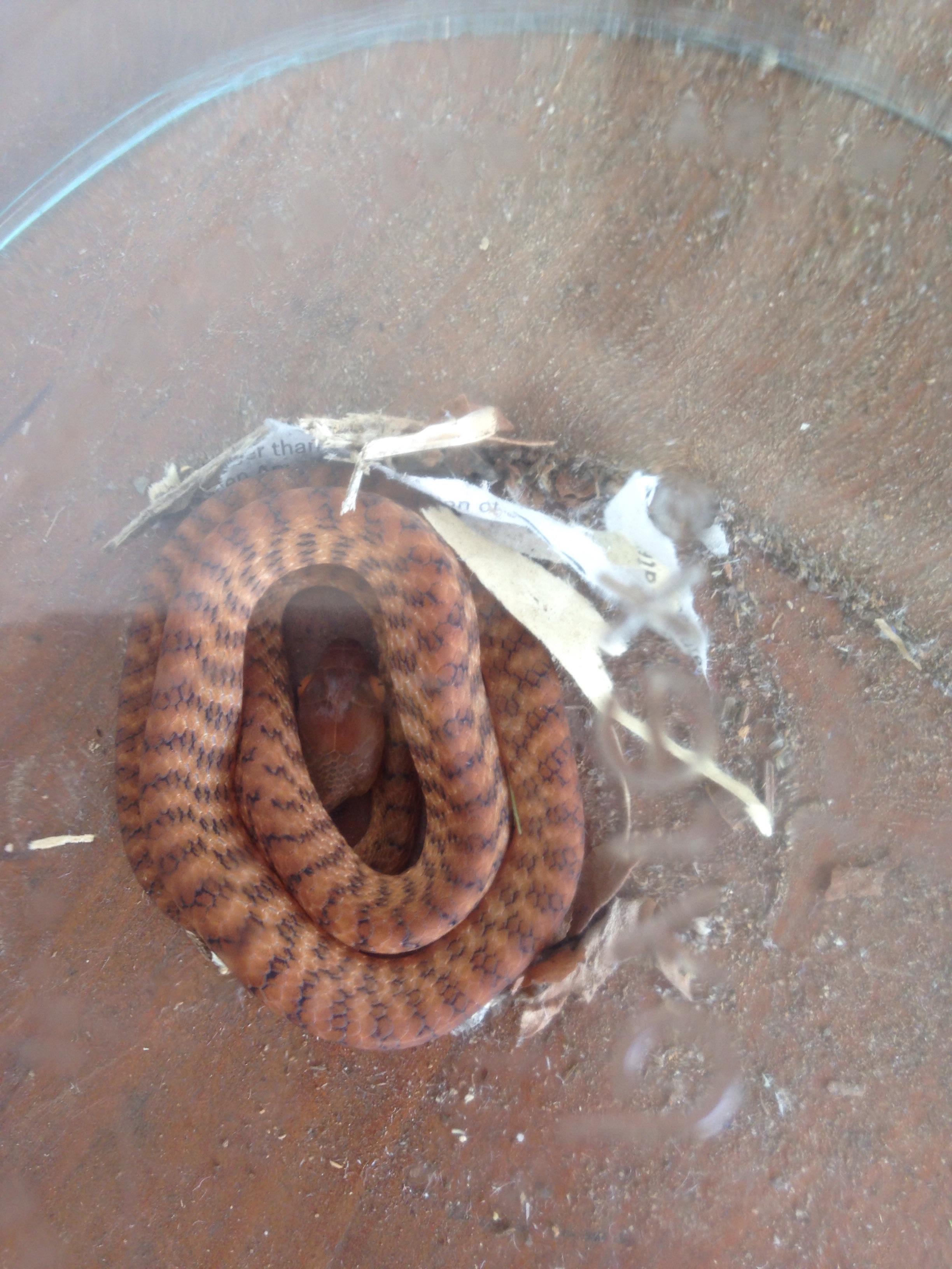 Found under a basket where chickens lay eggs, Queensland Australia