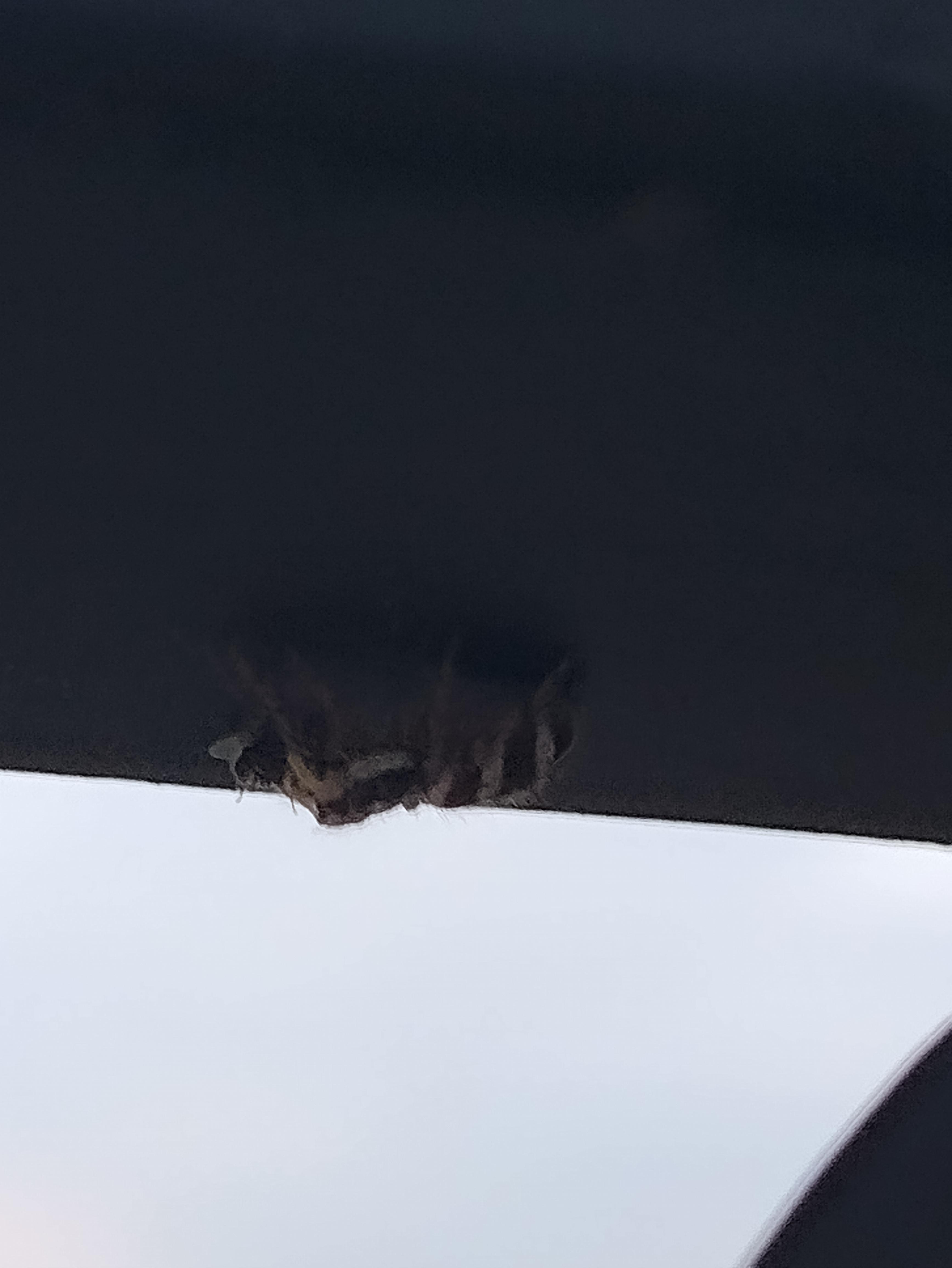 Fast and Cute bro, eating flies on my bf's balcony r/spiderbro