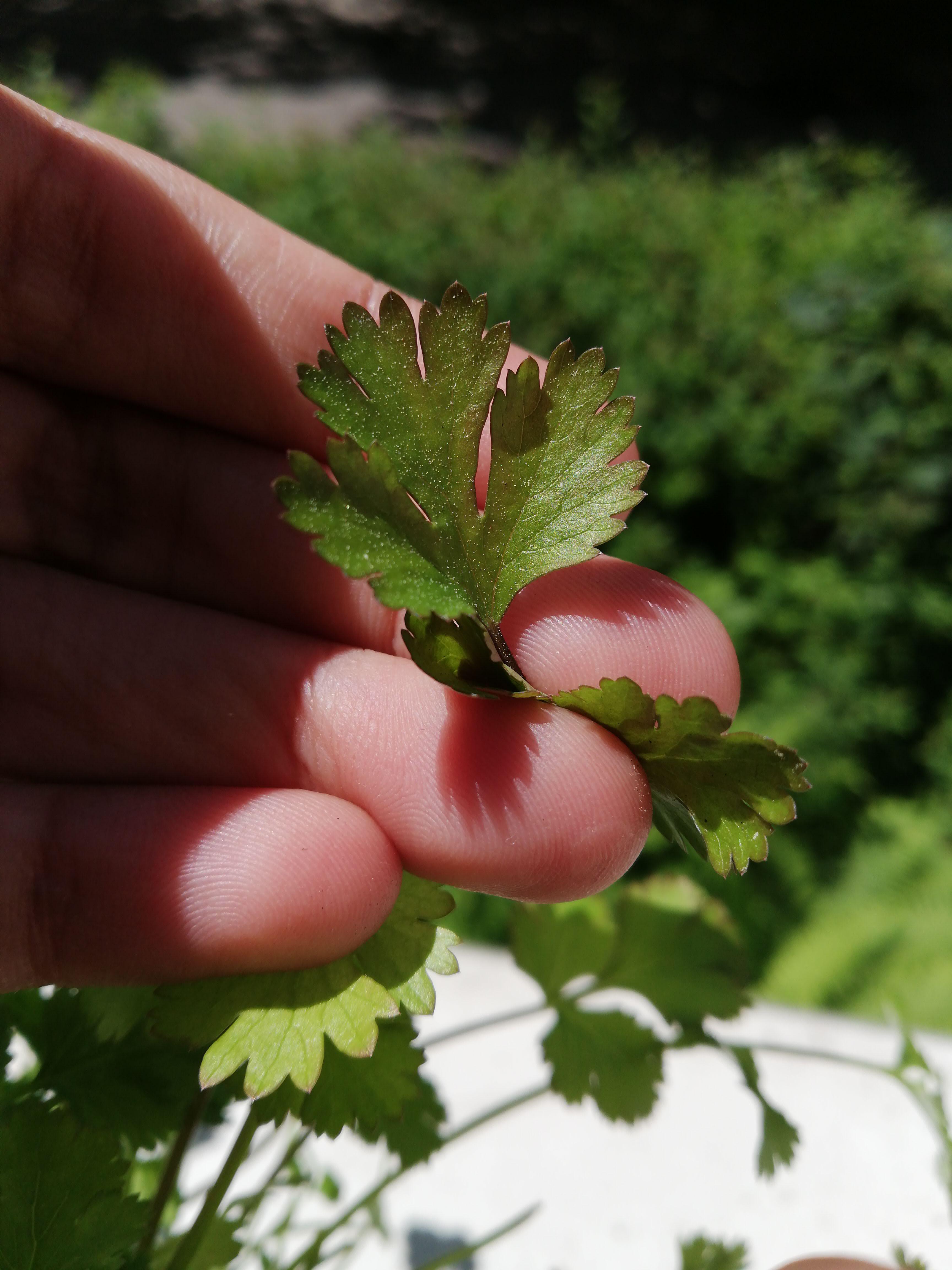 Why Has My Coriander Gone Floppy at James Malone blog