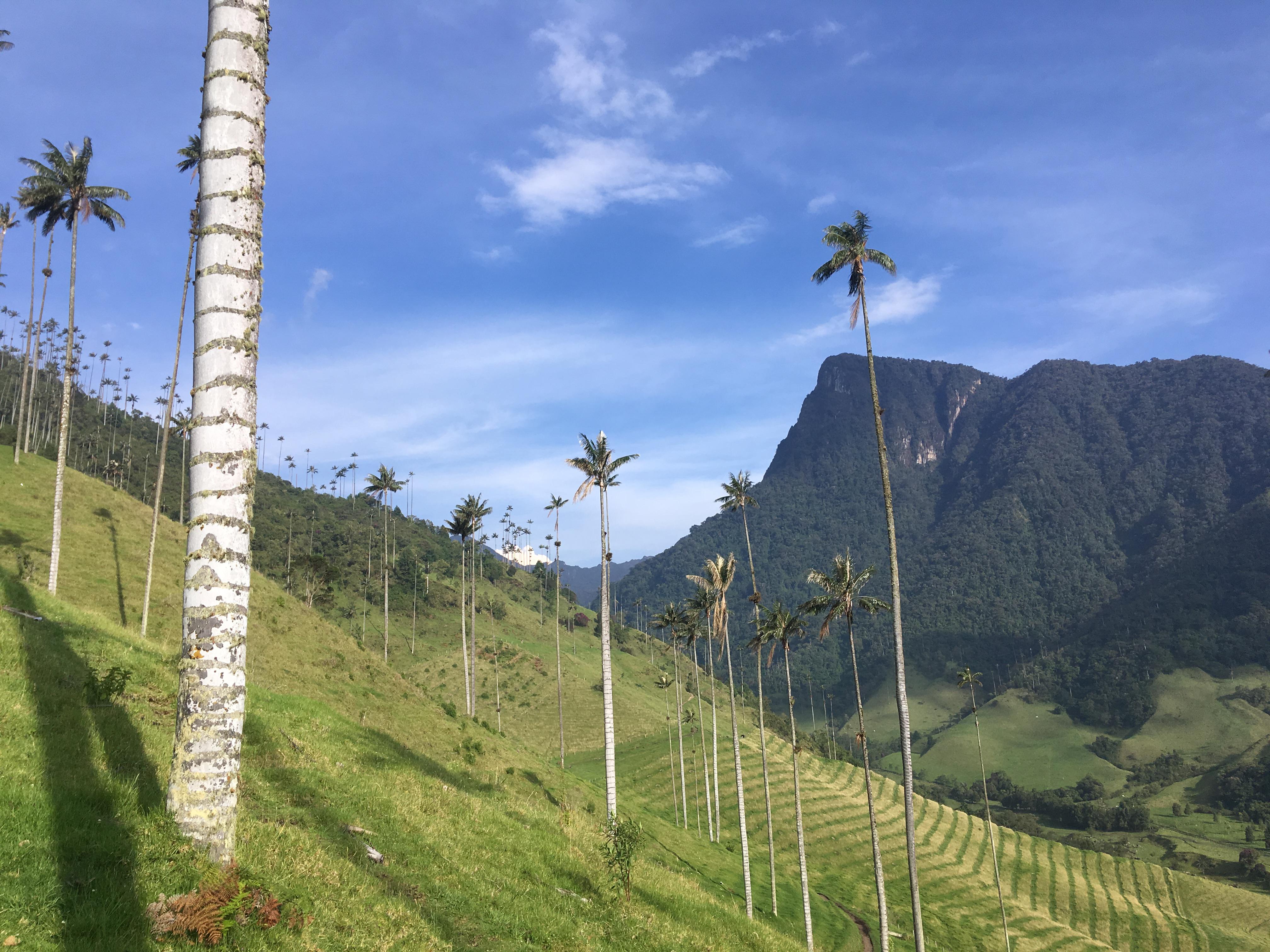 Wax Palms in La Valle de Cocora, Colombia . The national tree of