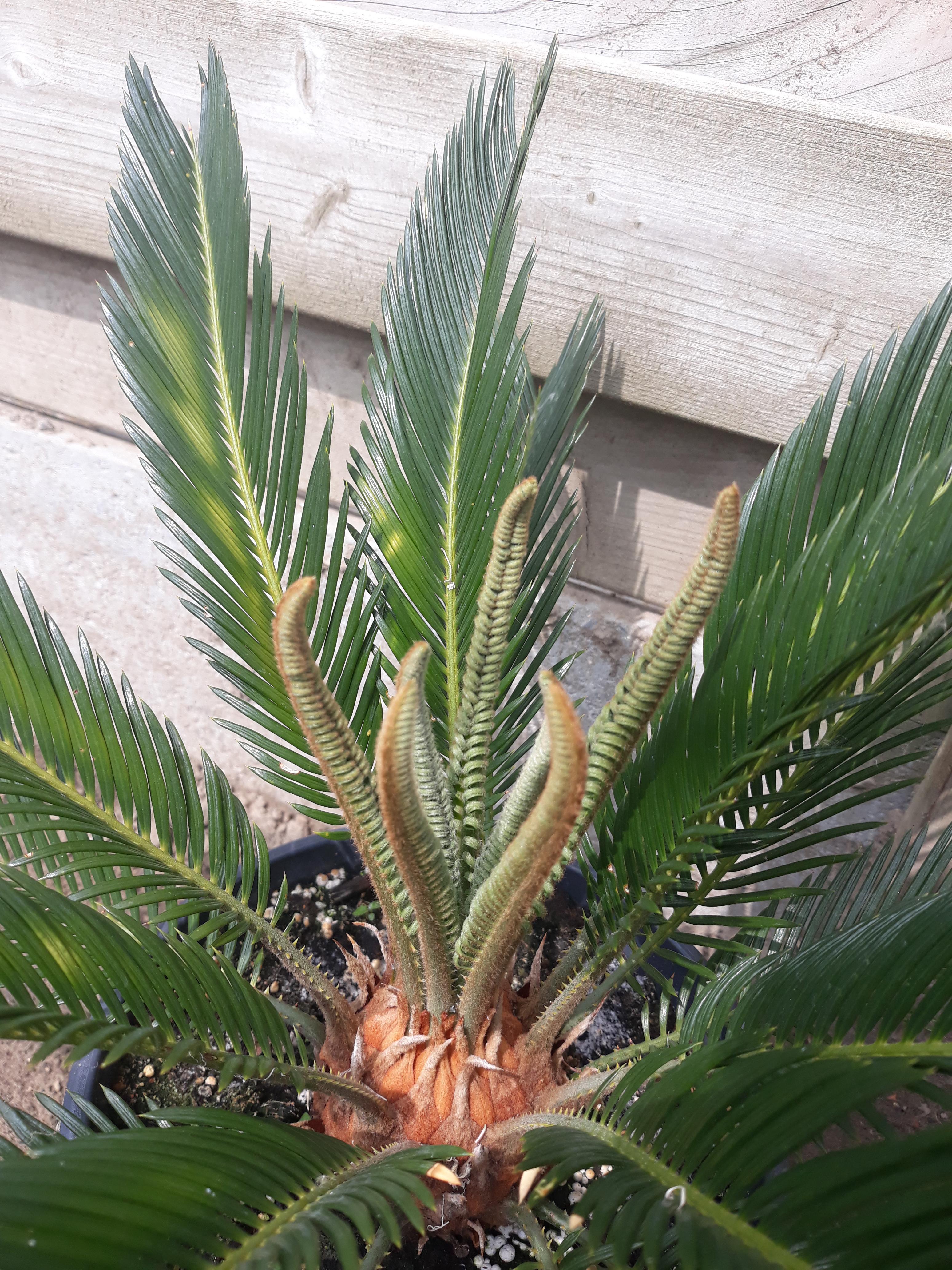 My cycad is growing new leaves r/gardening