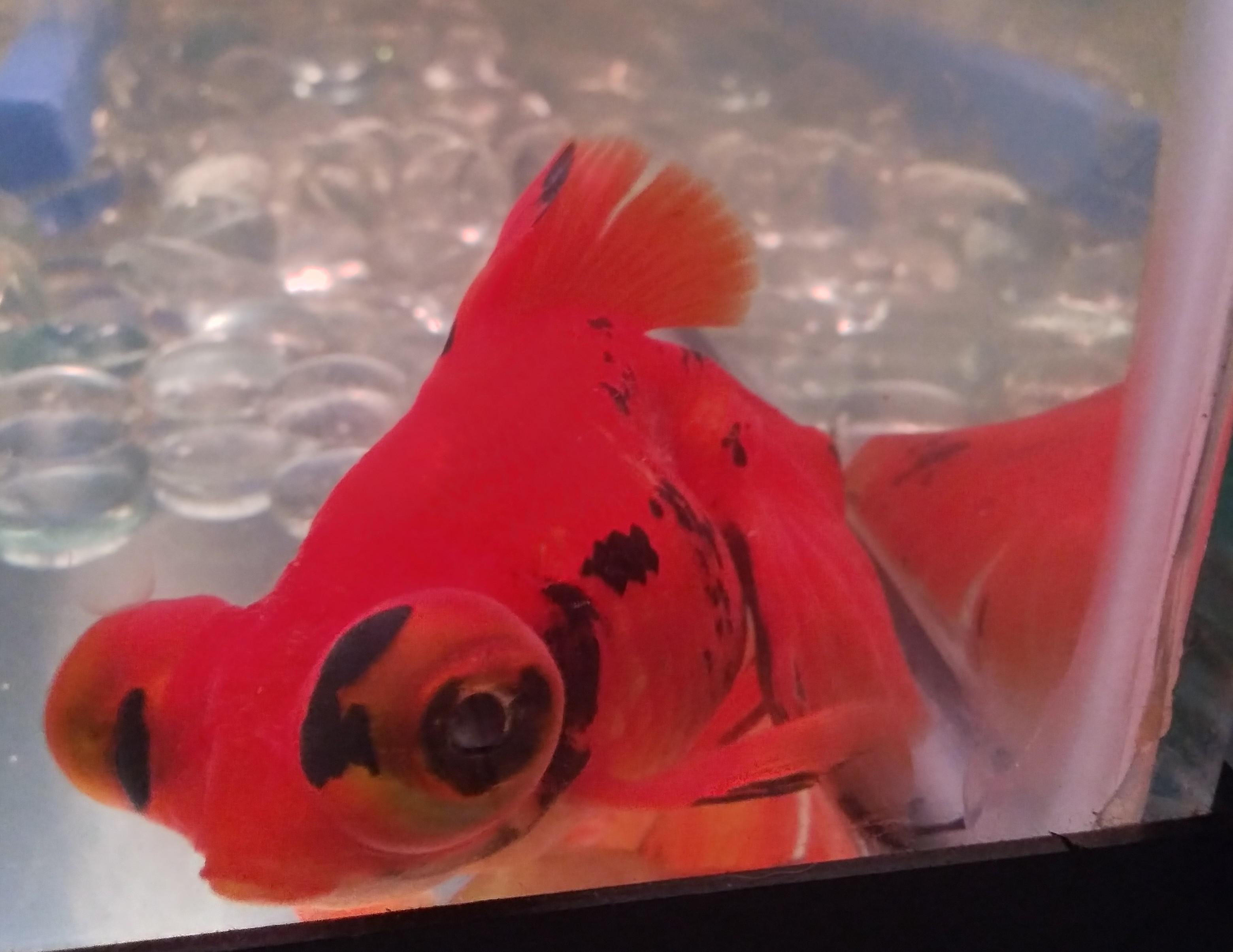 This Butterfly Telescope Goldfish arrived yesterday from