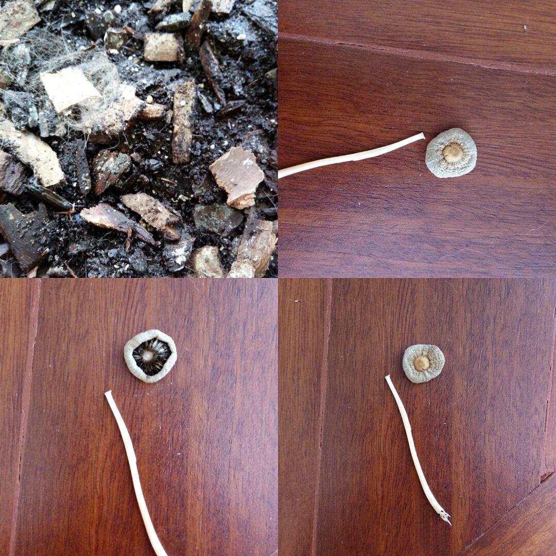 ID? Growing in our indoor pot plant, a fern so very moist soil. Perth