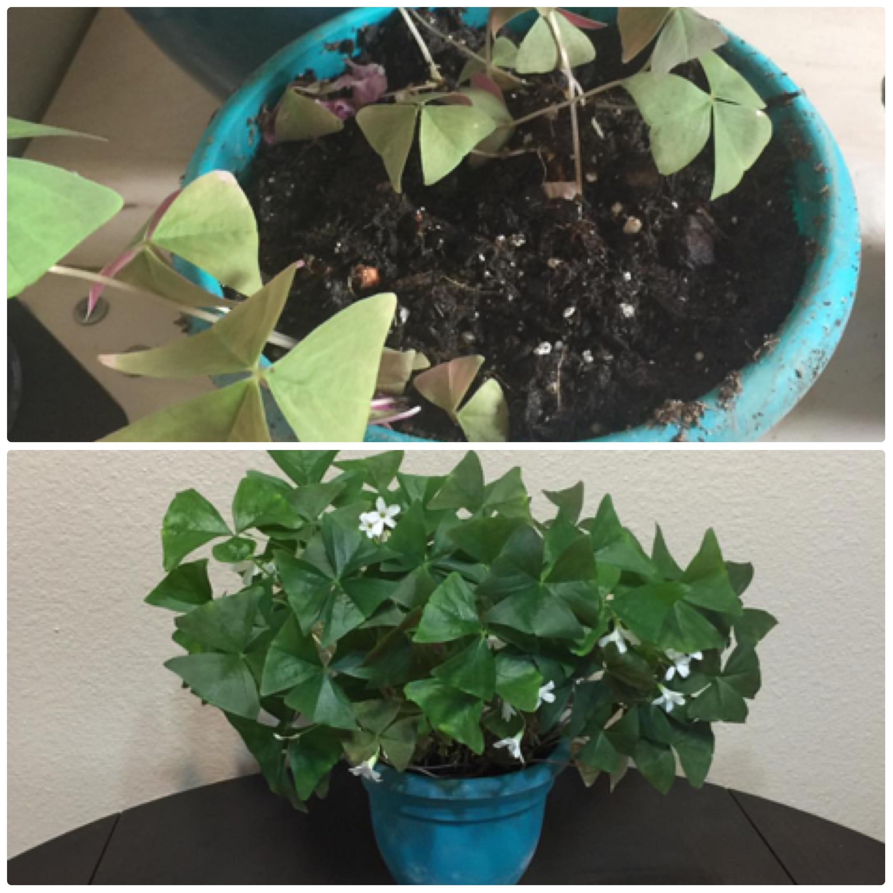 First day following repotting my oxalis vs one month later r/Plant