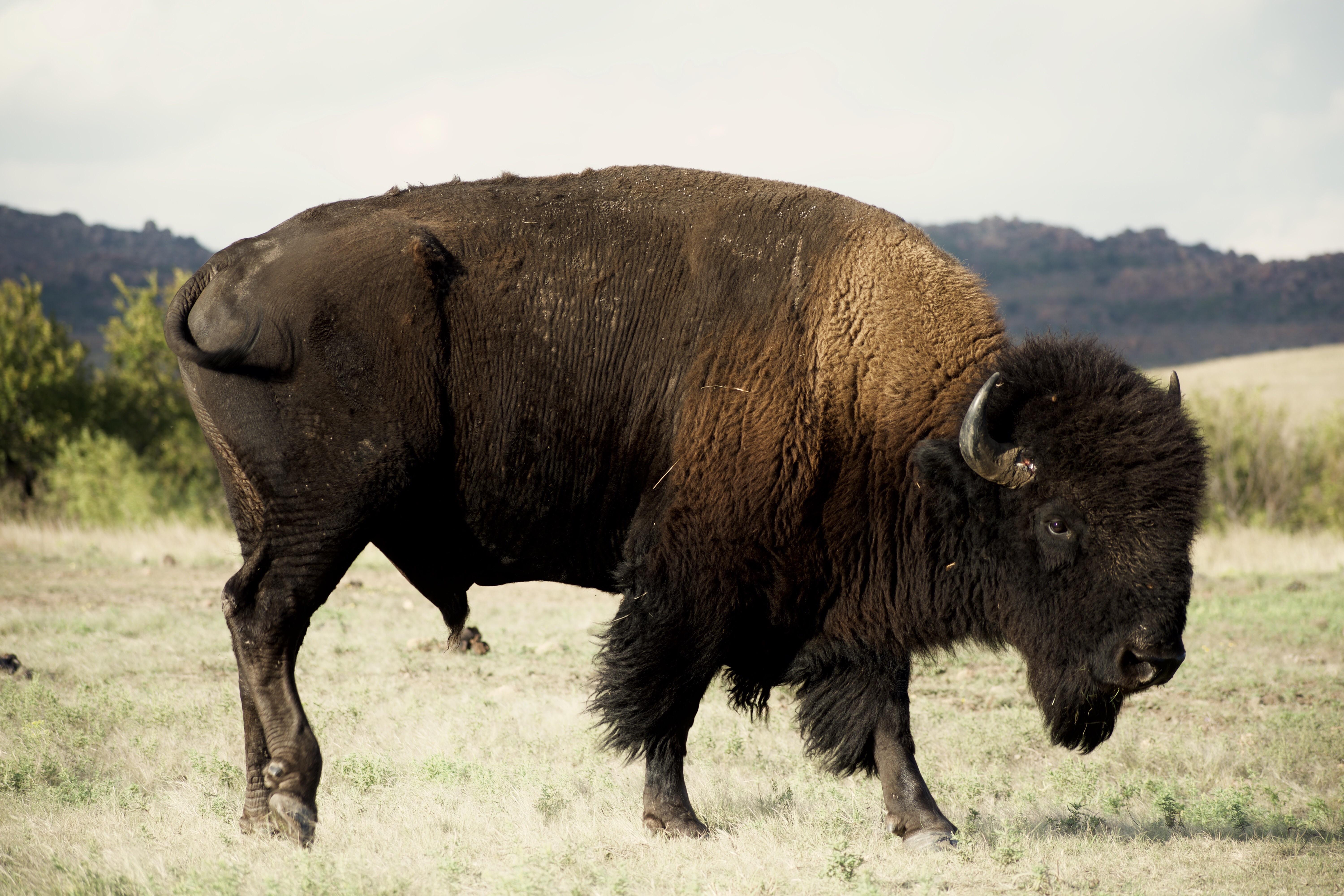 I recently moved to Oklahoma, and I got to see my first Buffalo today