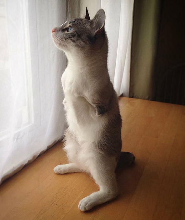 Cat Walking On Hind Legs