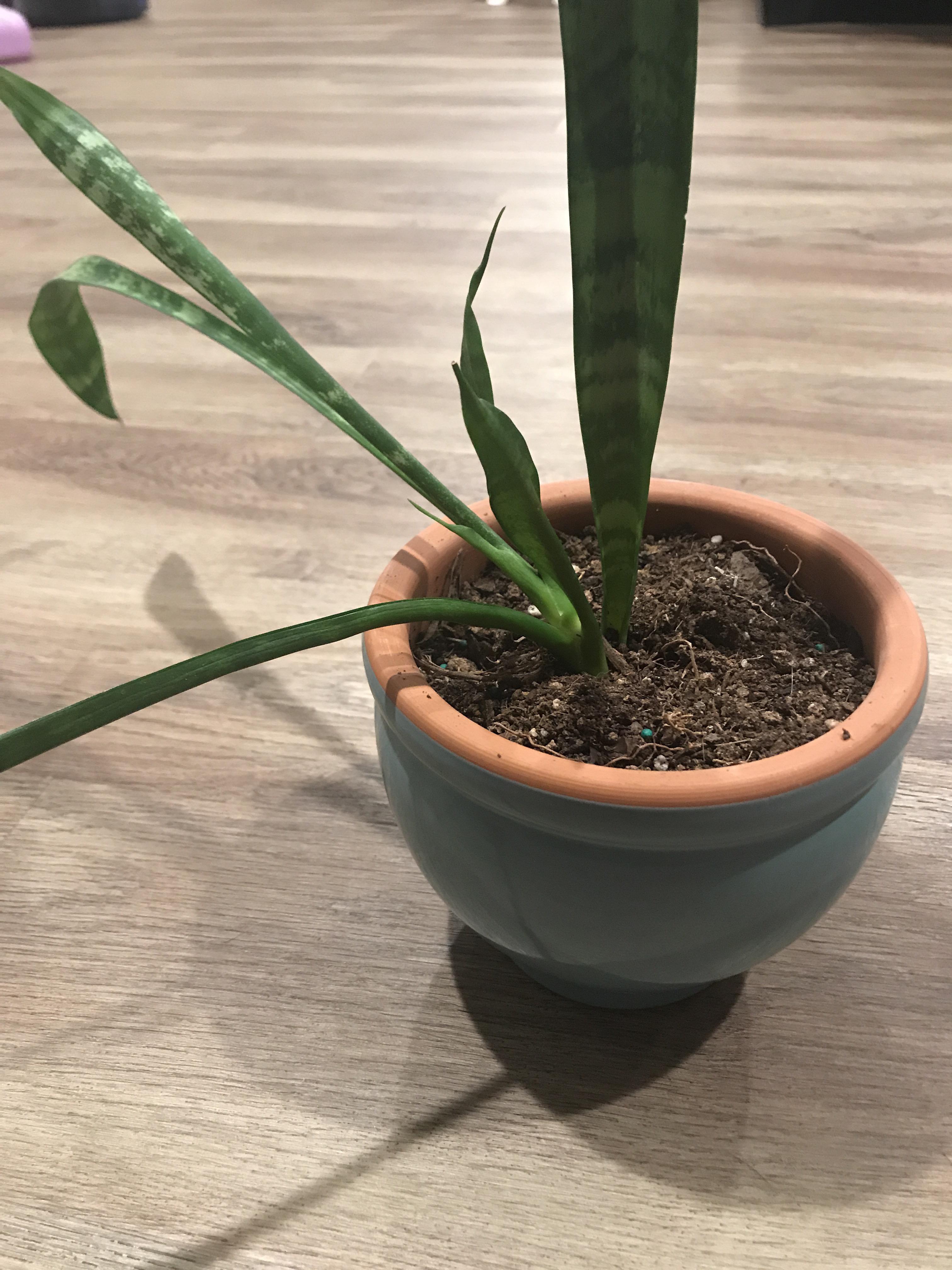 Snake plant (?) is growing quickly but tipping over. Should I help it