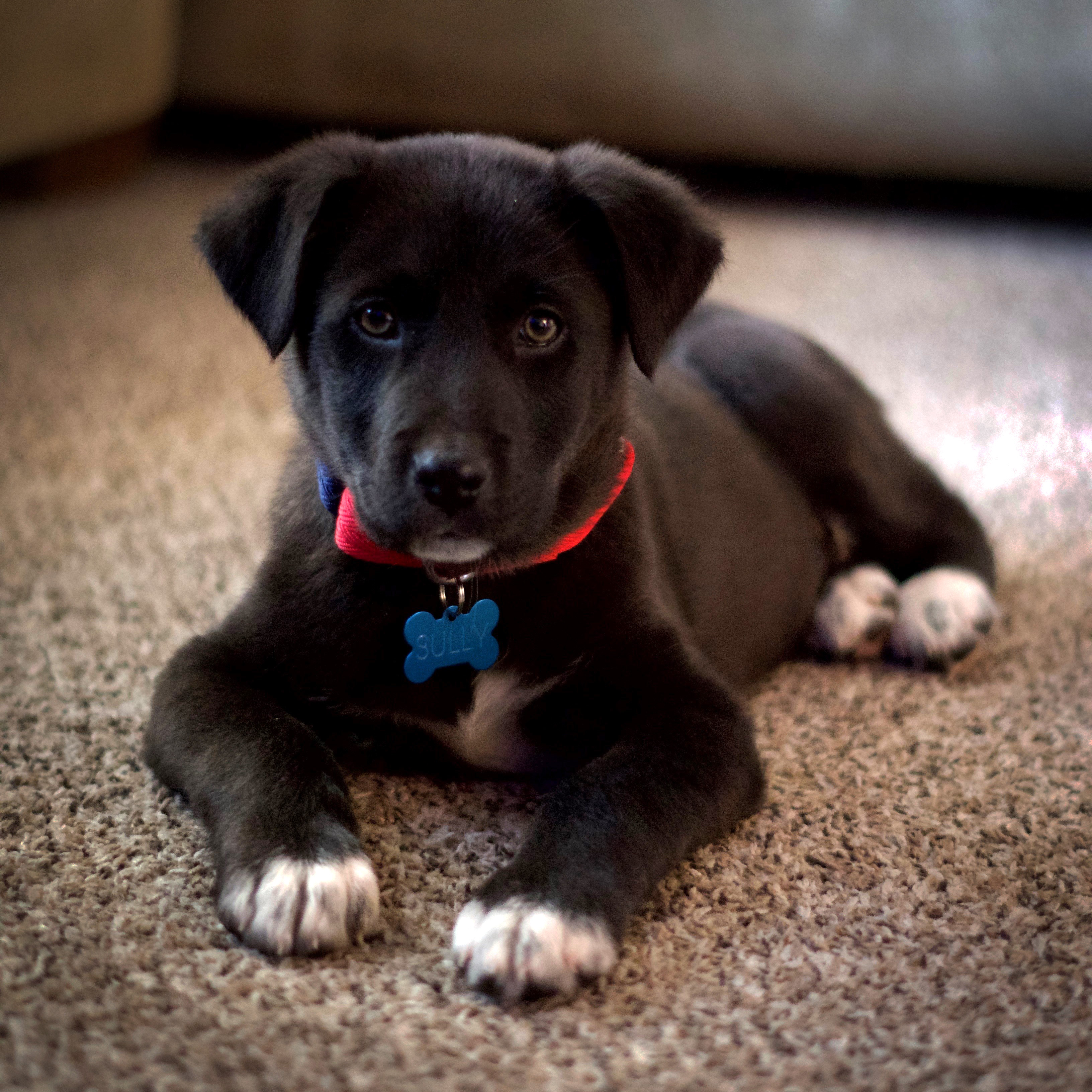 Meet Sully, my 9weekold, 75 Pyrenees/25 Lab mix. r/greatpyrenees