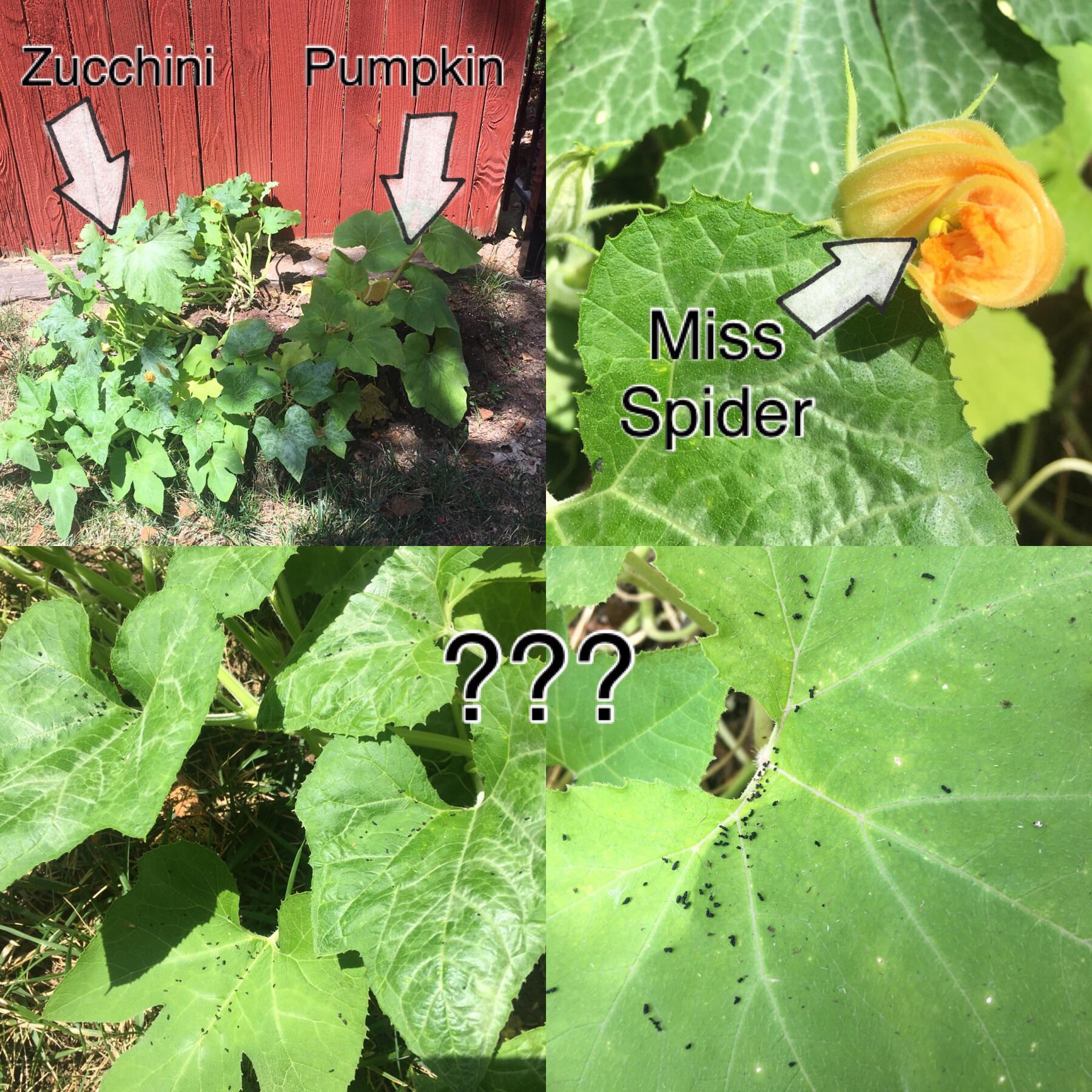Help! My squash plants aren’t producing and have these weird black dots