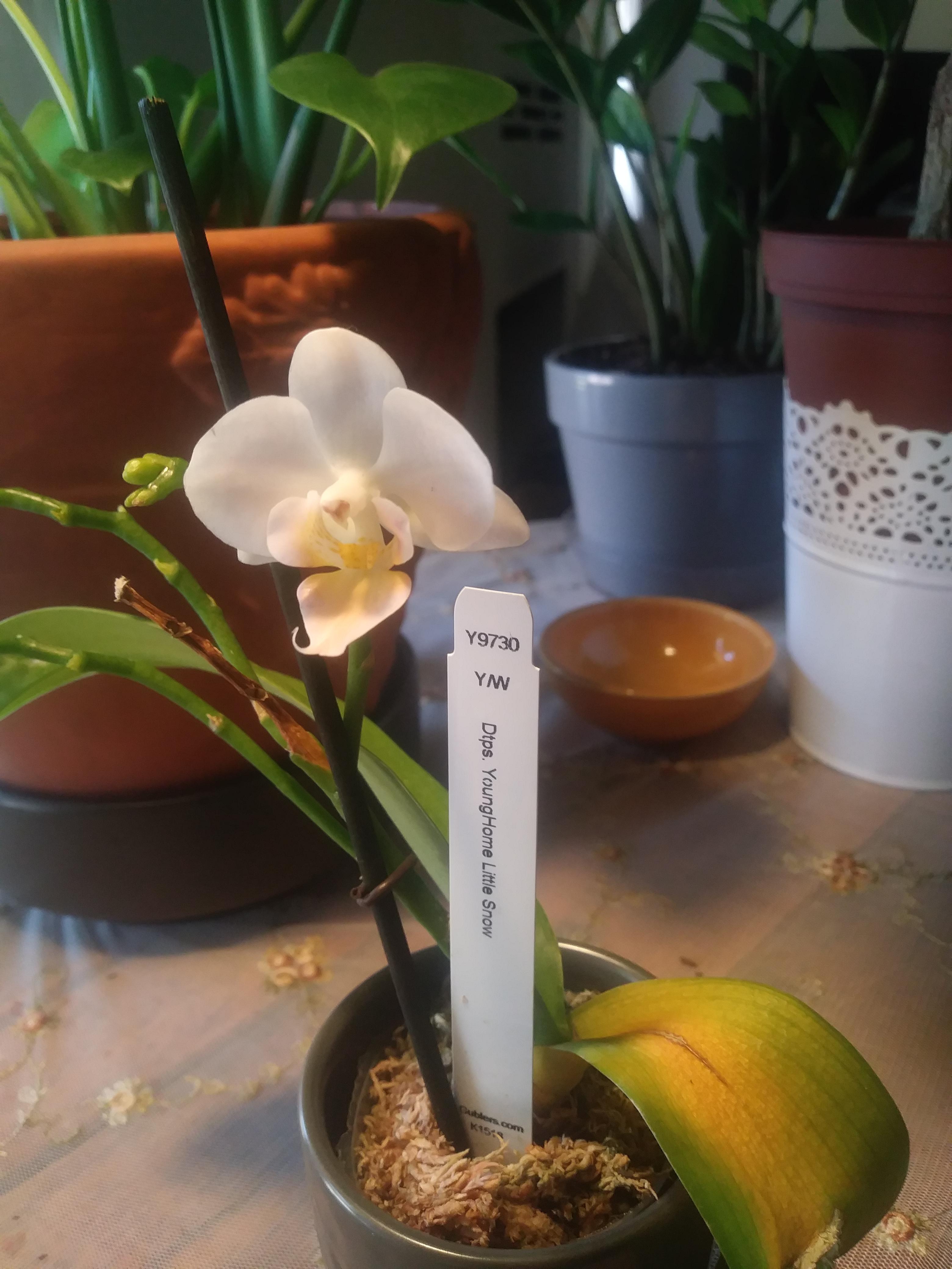 I got this orchid on clearance from a big box store and I want to know