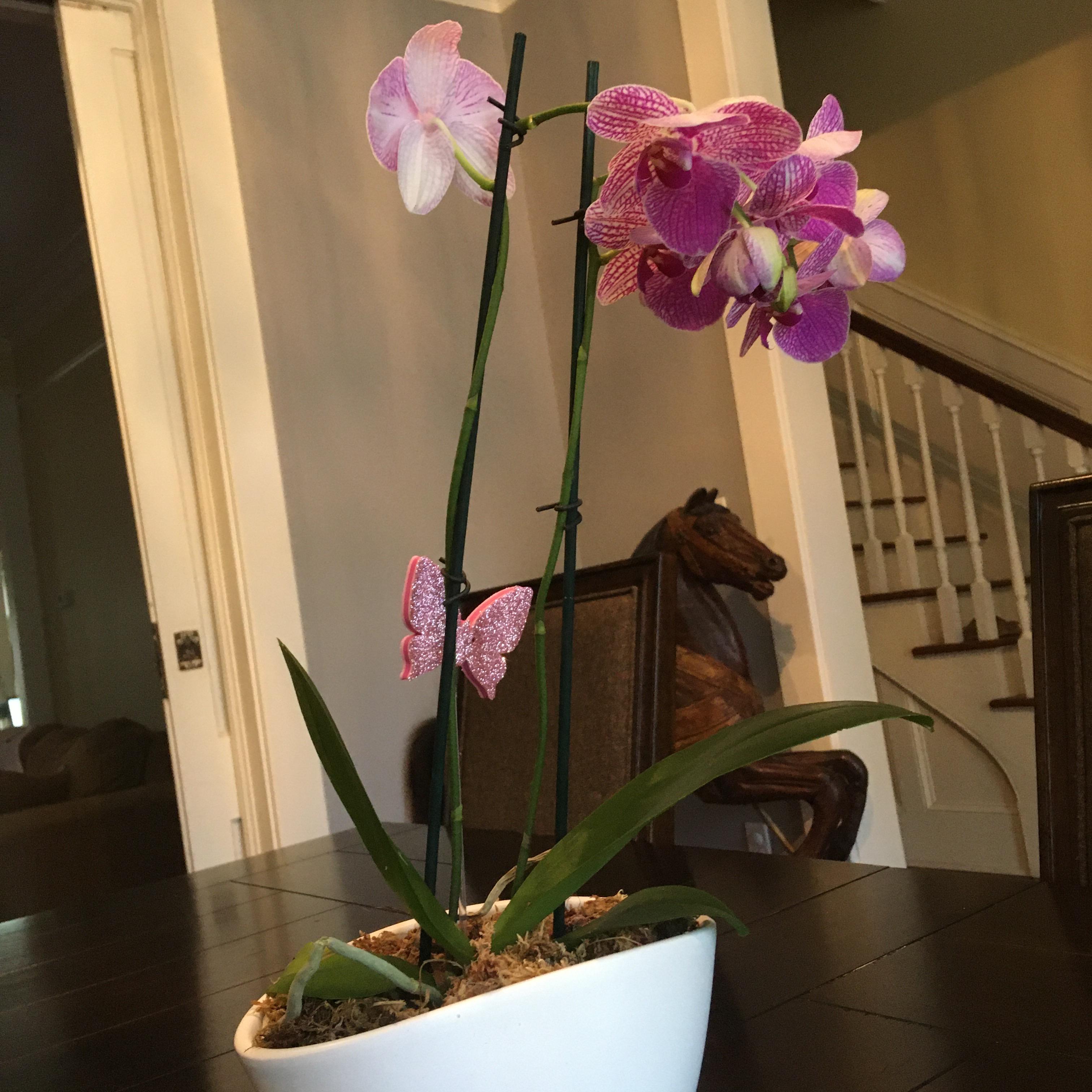 Mother’s Day Orchid! r/orchids