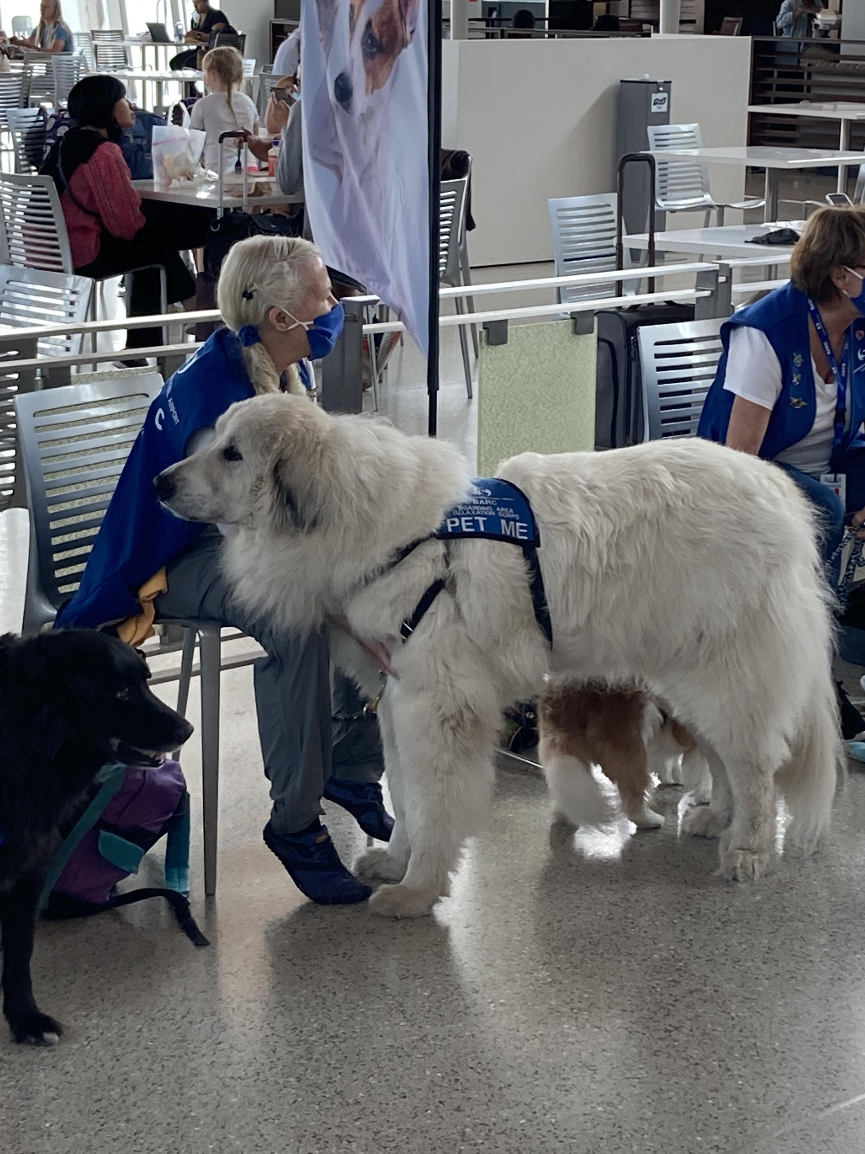 Comfort dog at the airport. r/AbsoluteUnits