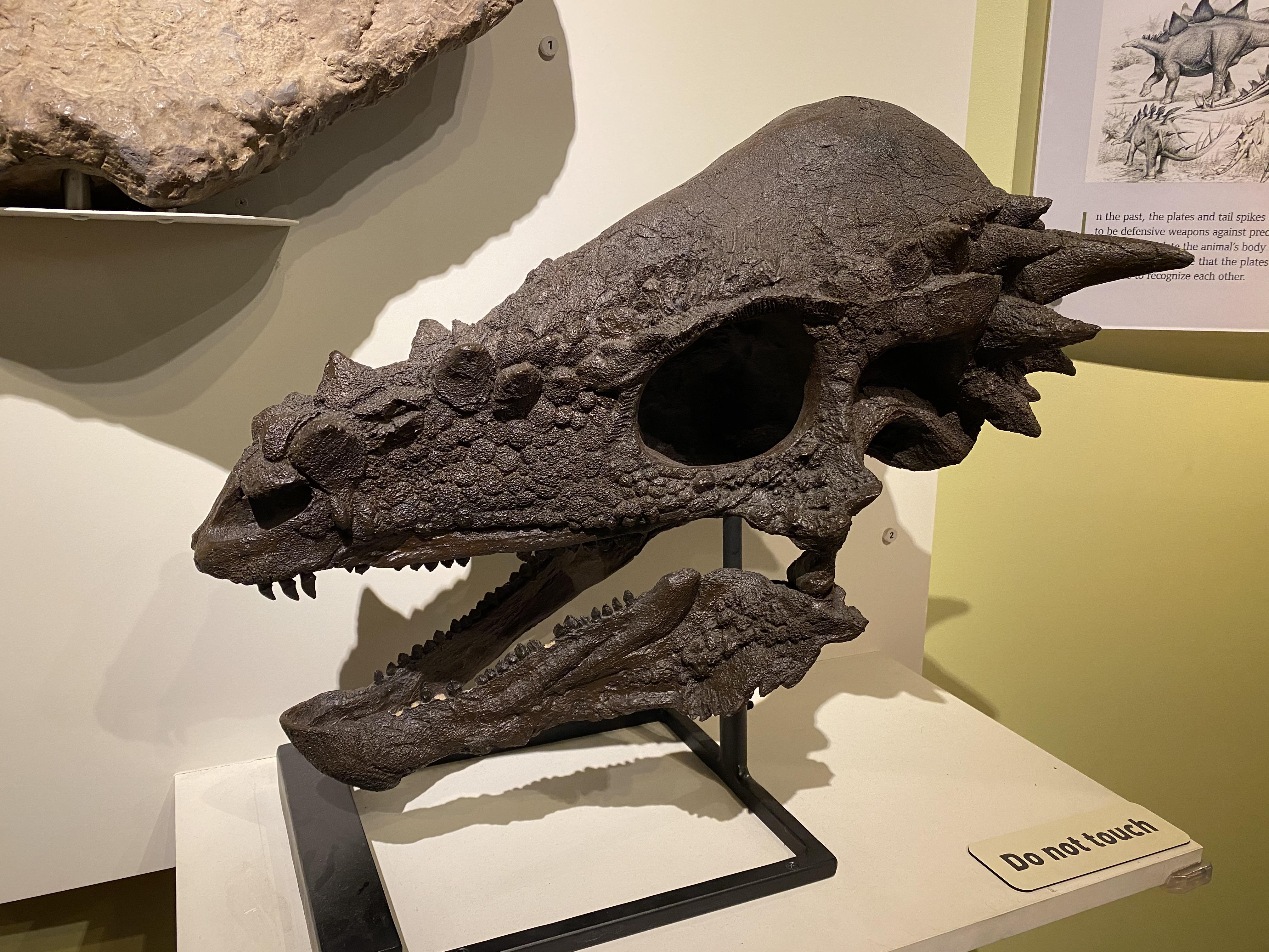 Pachycephalosaurus skull at the Raymond M. Alf Museum of Paleontology