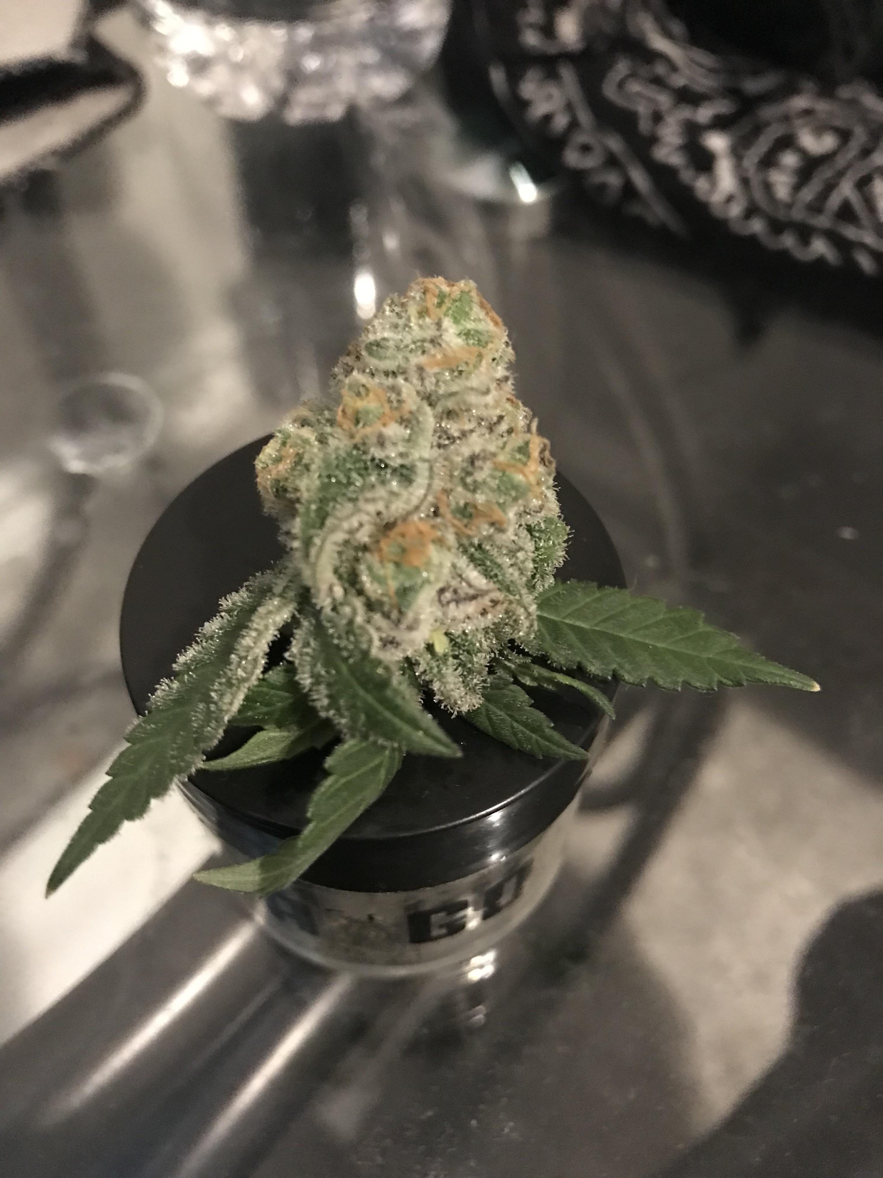 Day 59f knocked off a bud while watering, what’s the best way to dry