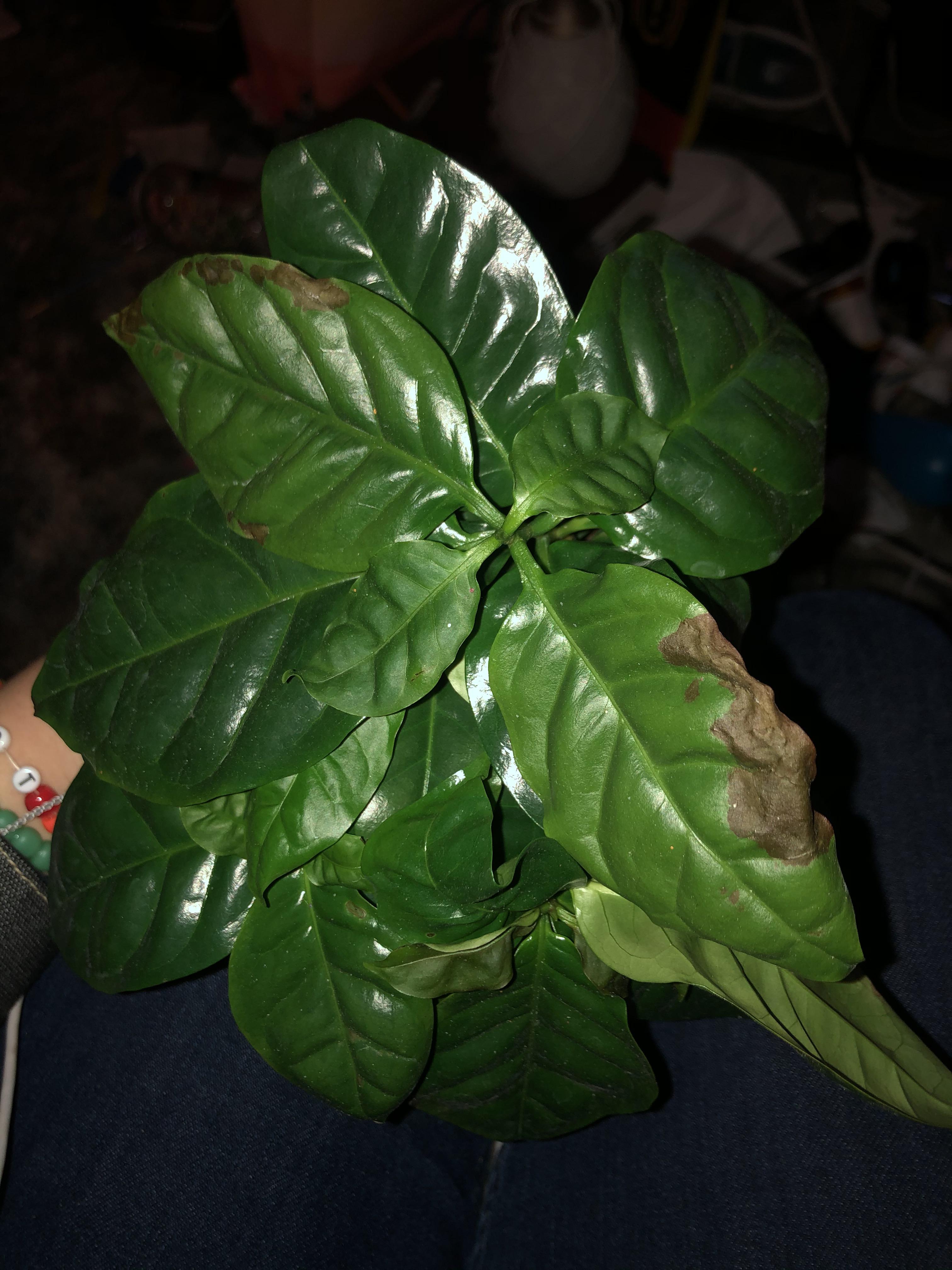 help!!!! please help me what is wrong with my coffee plant? i recently