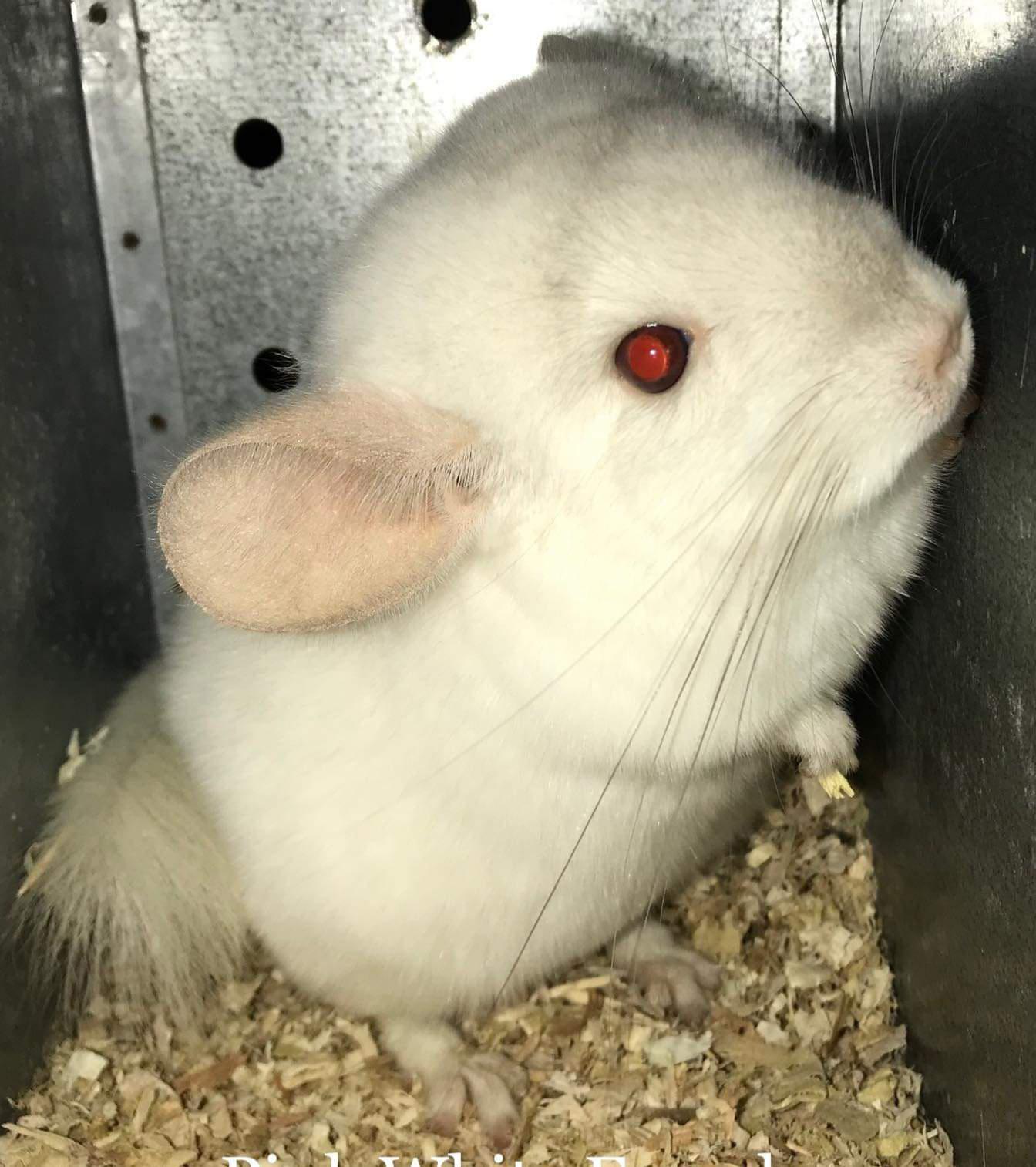 My new baby chinchilla. Her name is Diamond. She's still at the breeder