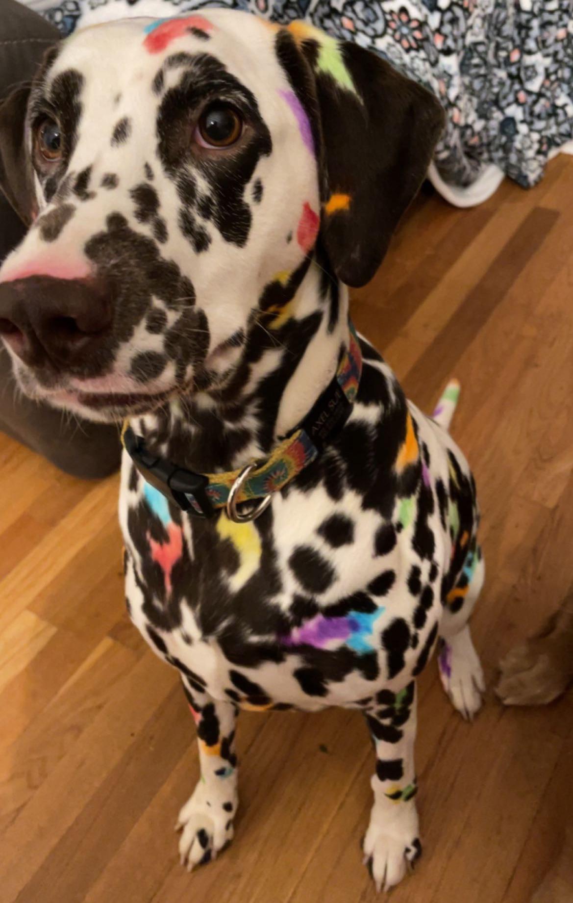 I present my new Lisa Frank edition puppy! r/dalmatians