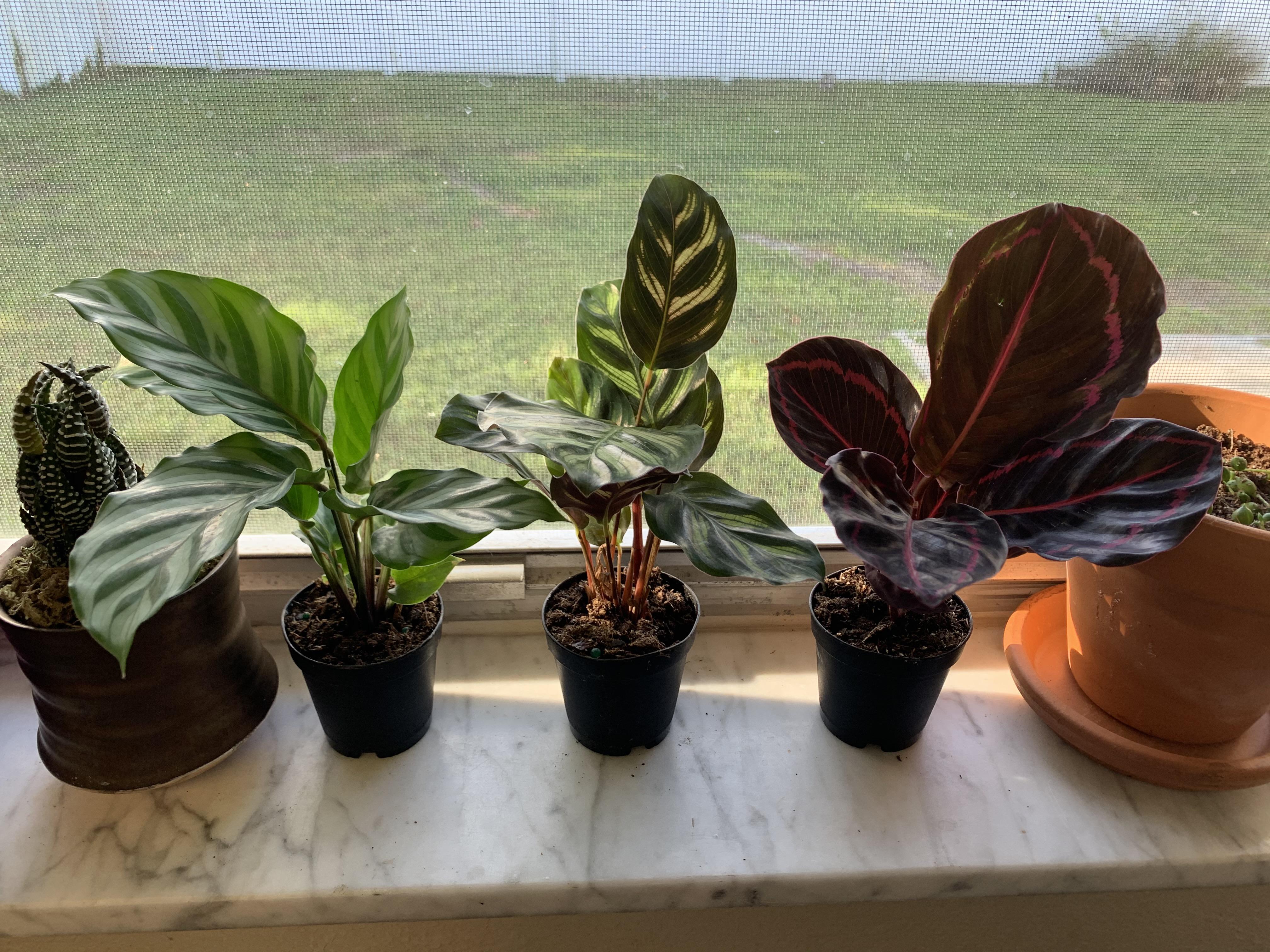 New to plants! Recently gifted these baby Calatheas!
