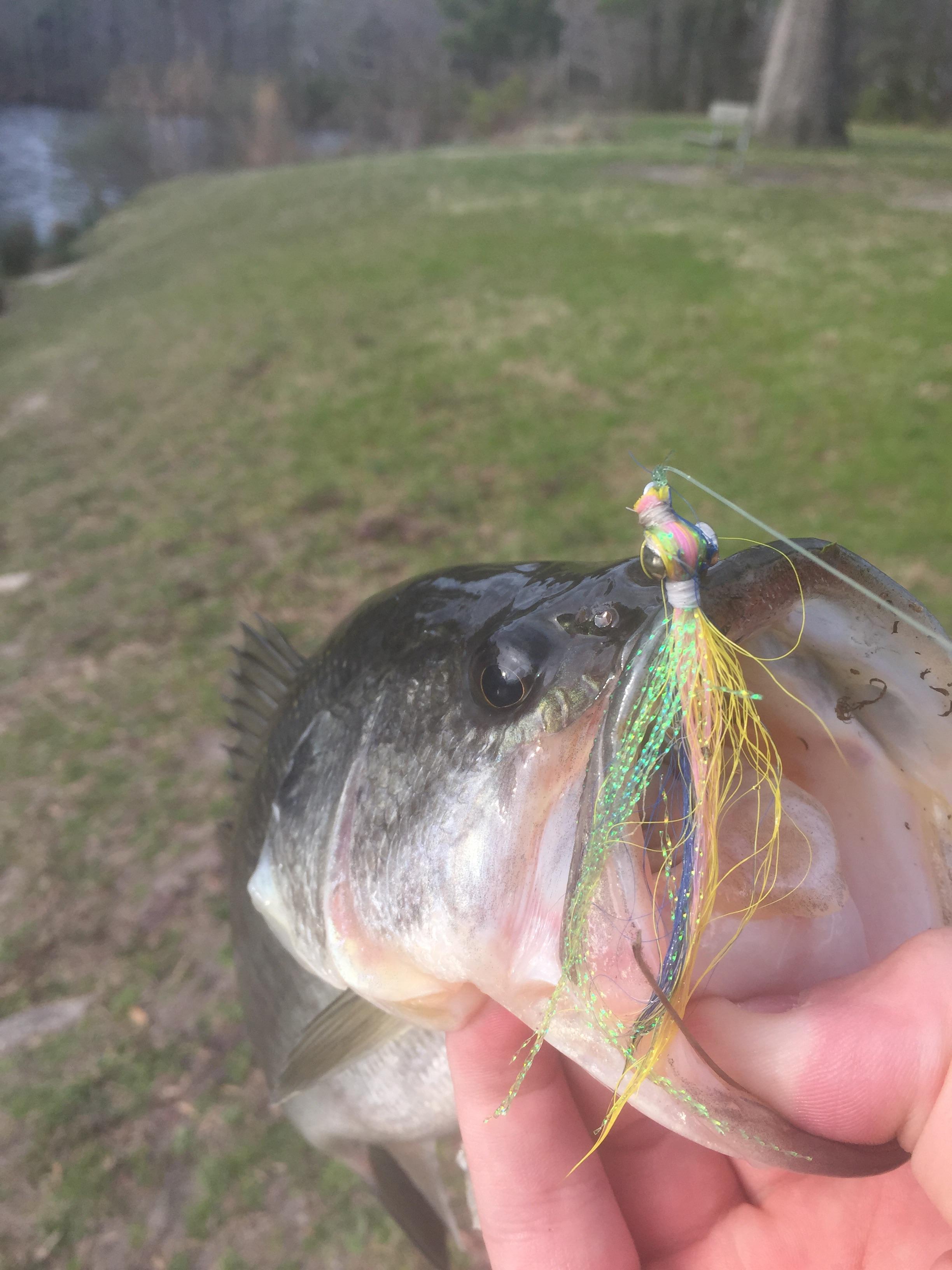 First bass on the fly! r/bassfishing