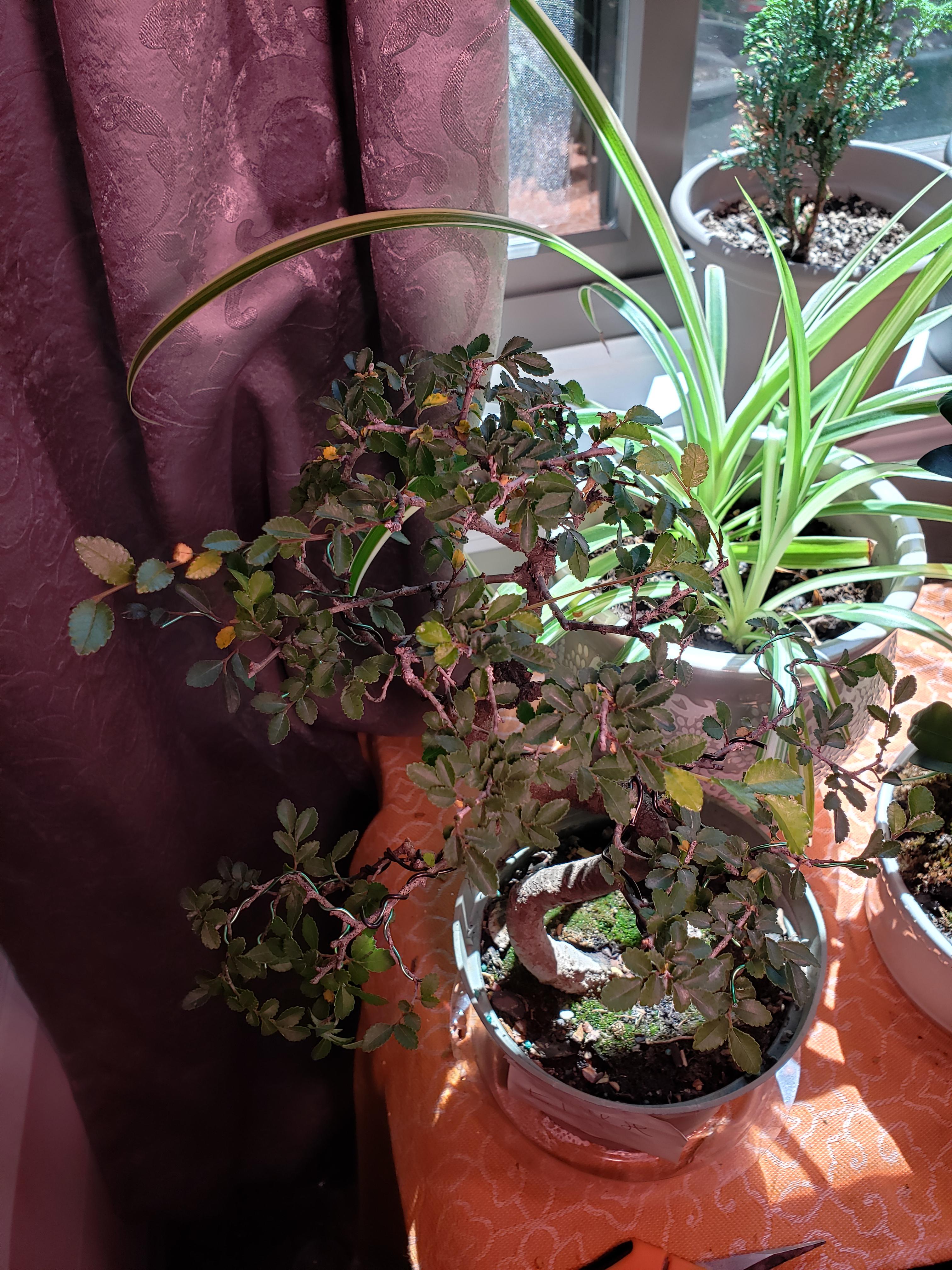 Chinese Elm Leaf yellowing/dieoff r/Bonsai