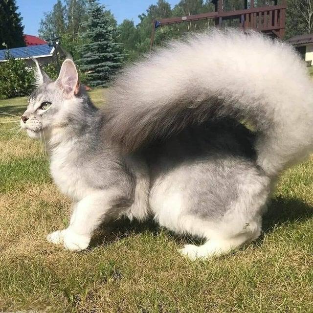 Adult Somali cat always has highlighted bushy tail r/SupermodelCats