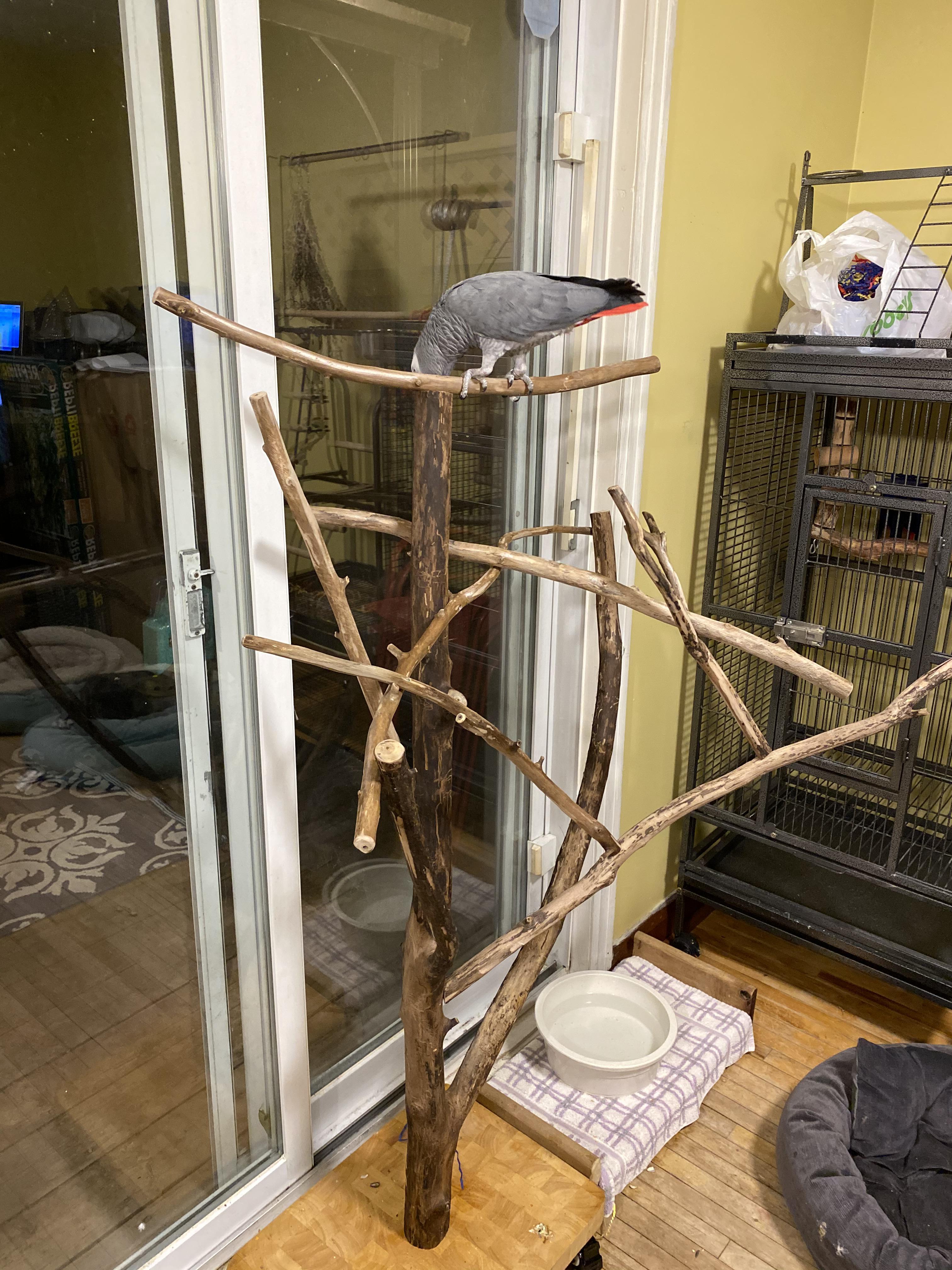 Gandalf likes the new maple wood stand. r/parrots