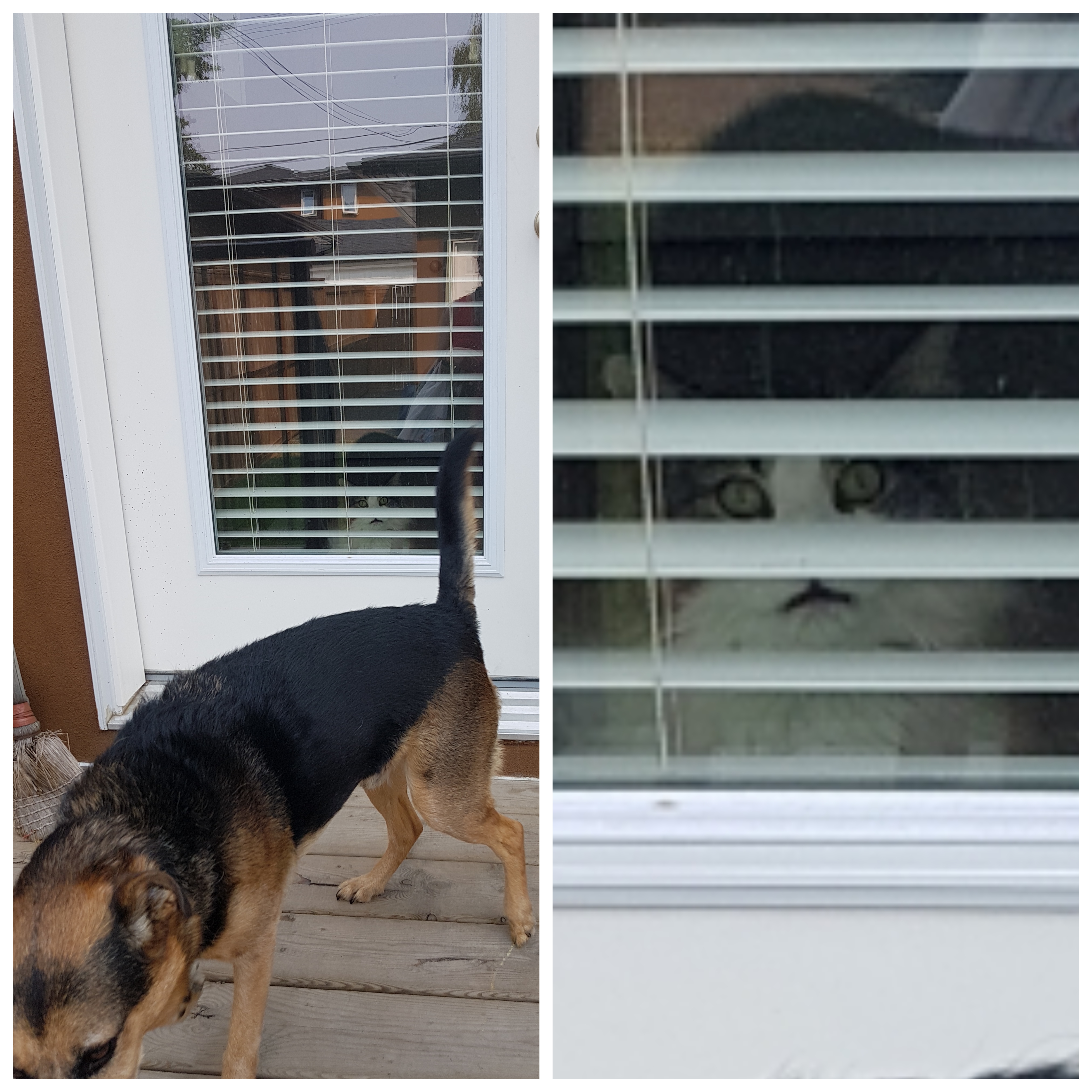 How come the dog gets to go outside? r/funny