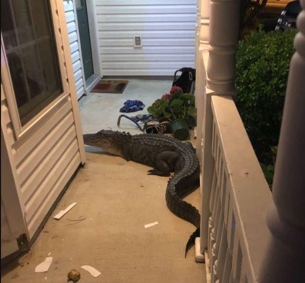Alligators make great pets and they also protect your home against