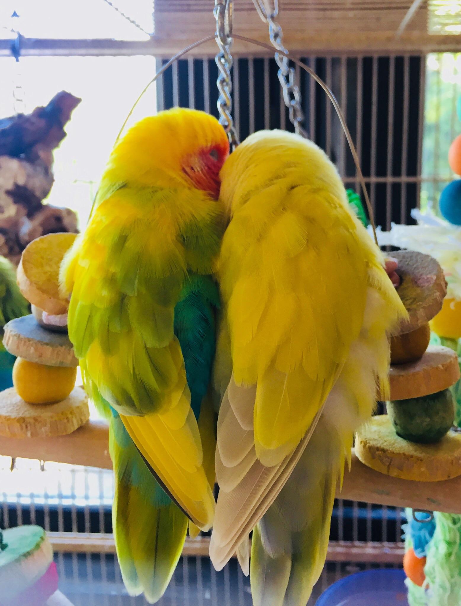 These two cuddling lovebirds
