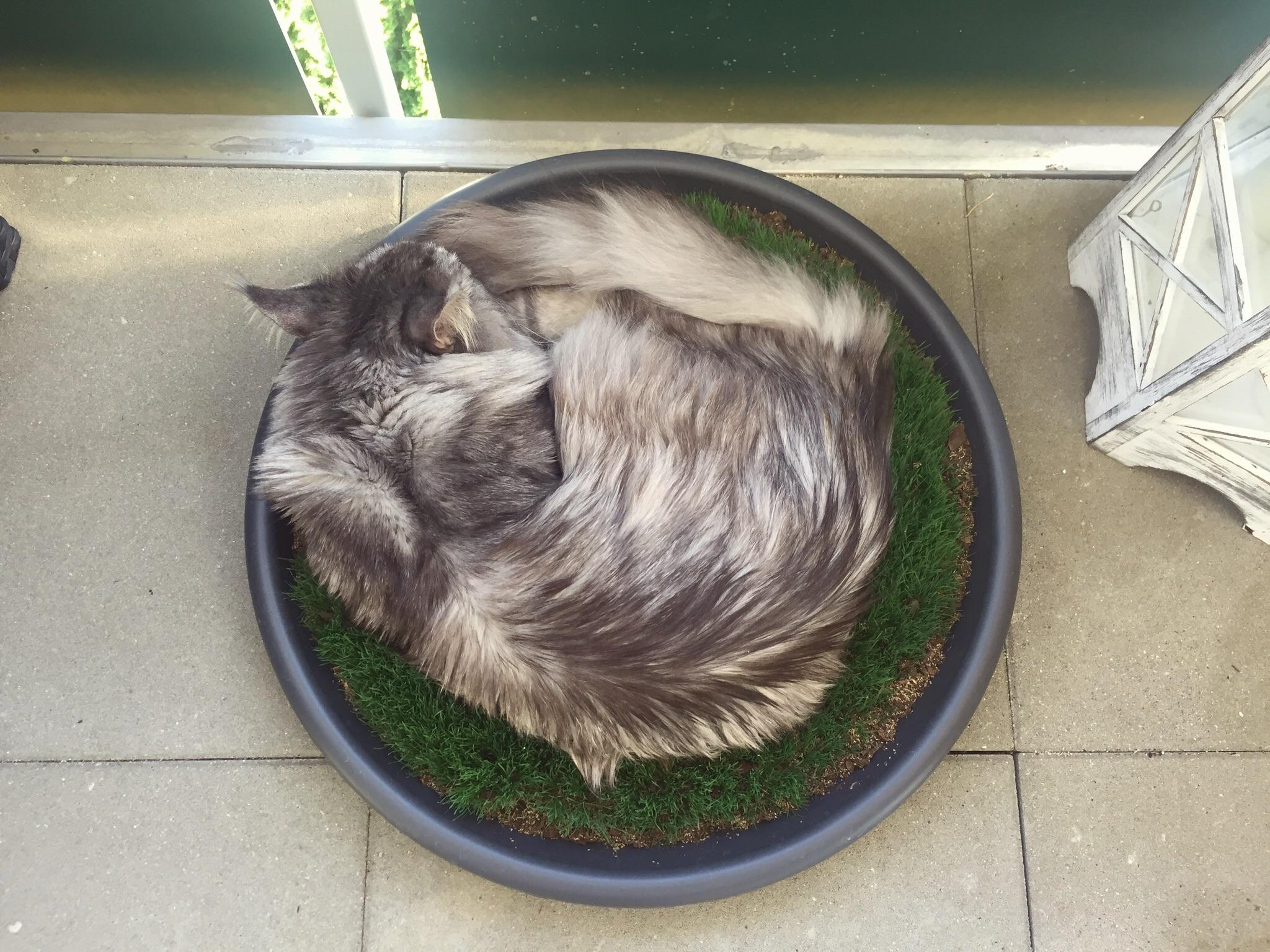 I made a balcony lawn for my indoor cats by using a flowerpot coaster