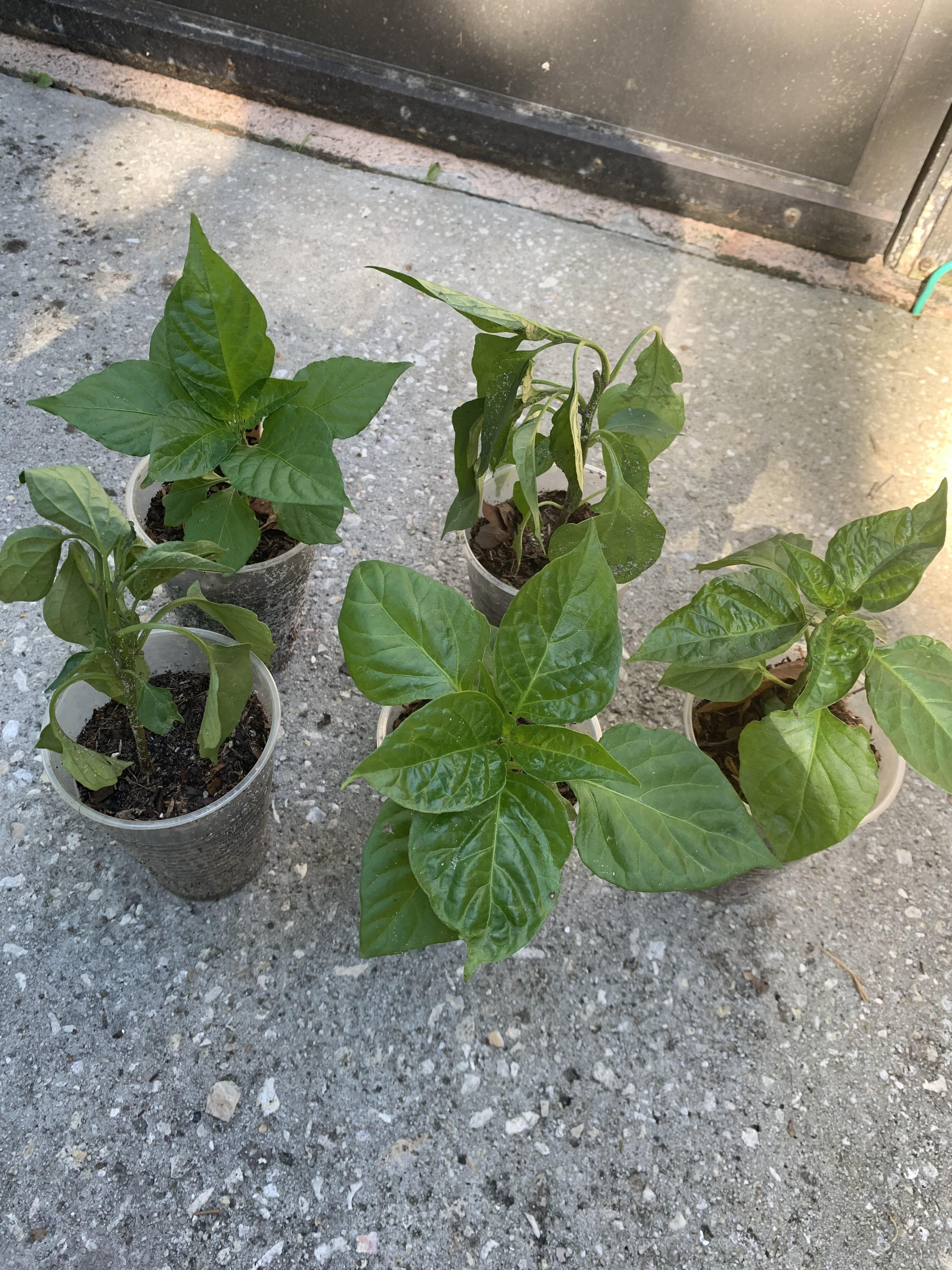 Why do only my jalapeño plants wilt? All my other pepper plants never