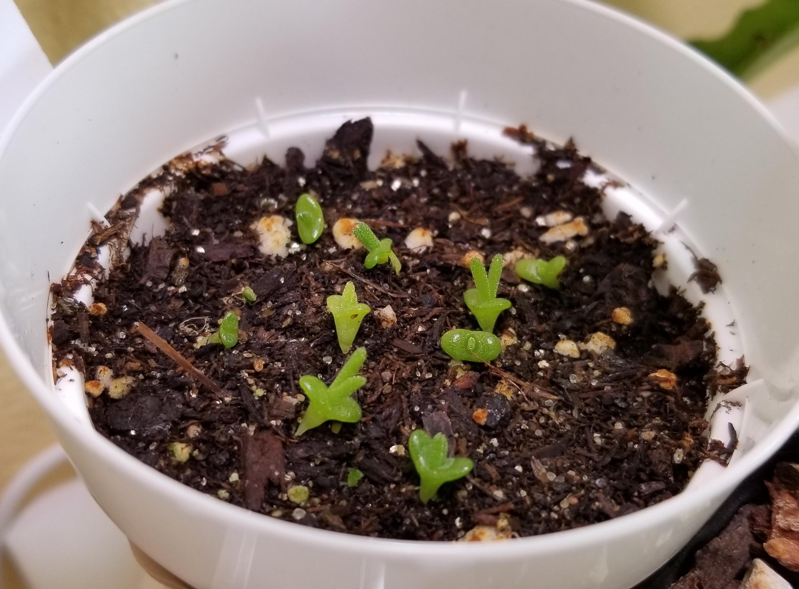 First attempt at growing succulent from seed! Monilaria moniliformis 5