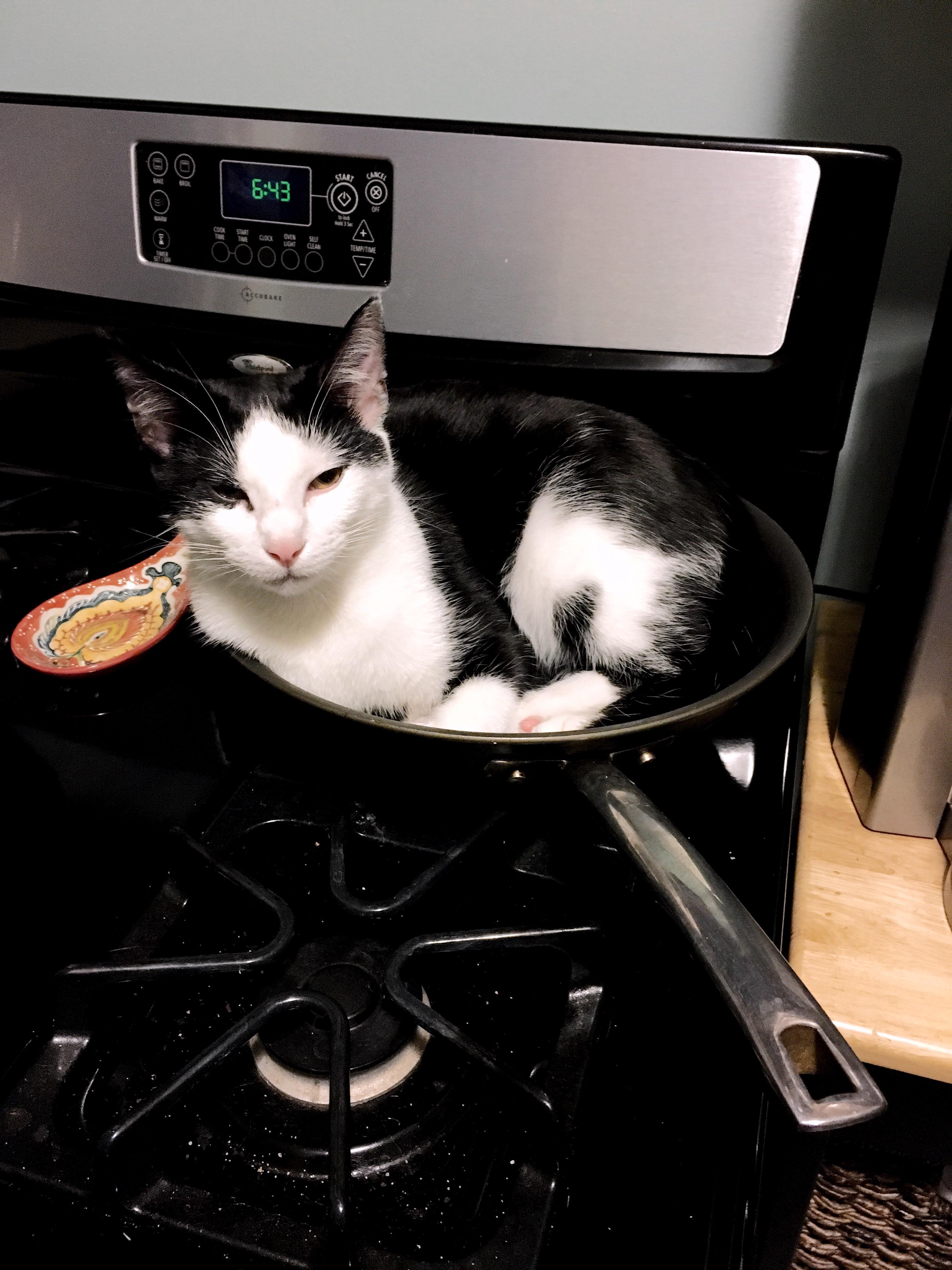 We’re having cat for dinner. r/catpictures