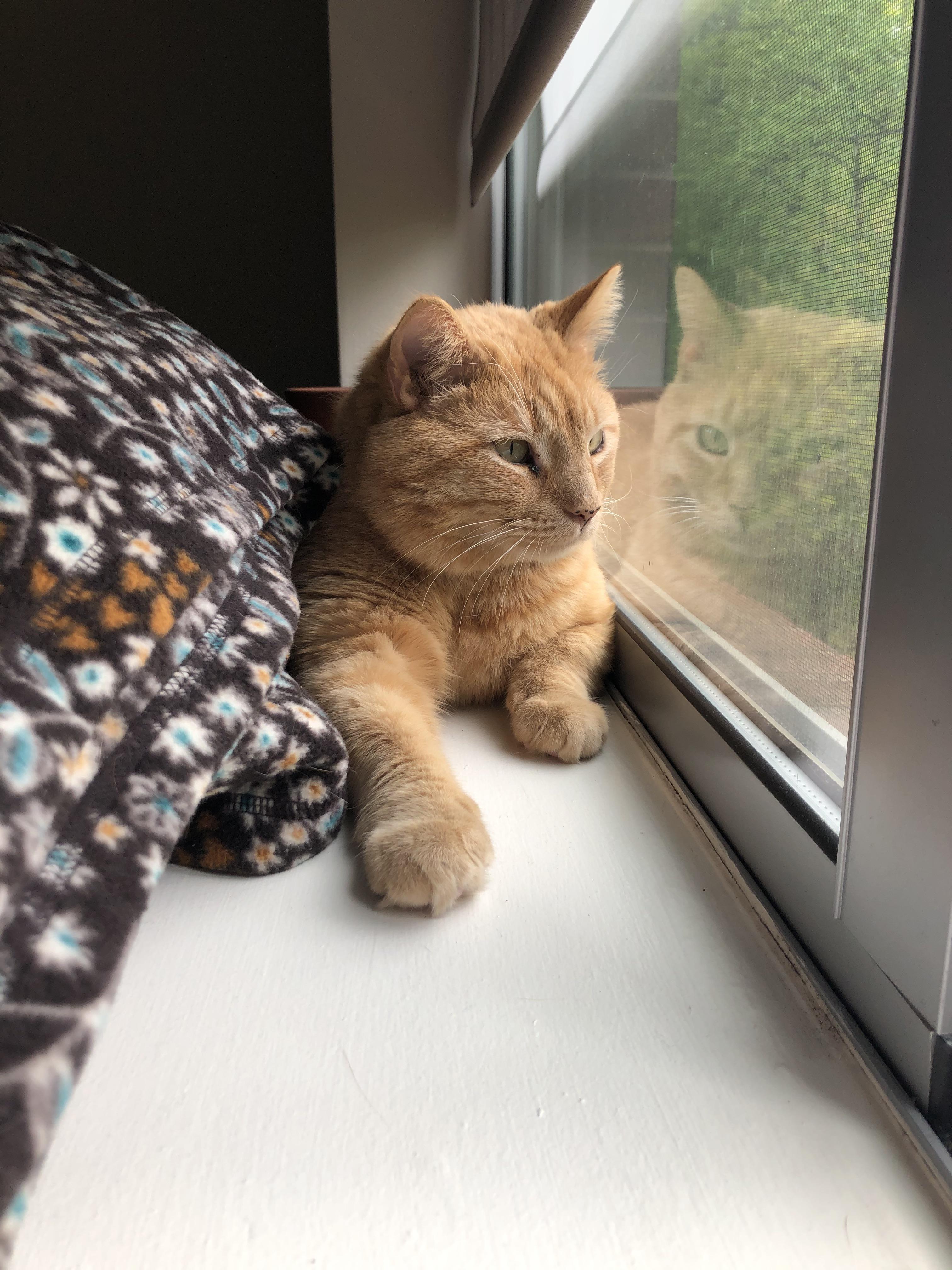 My very first cat of my own! It’s been less than 24 hours and I love