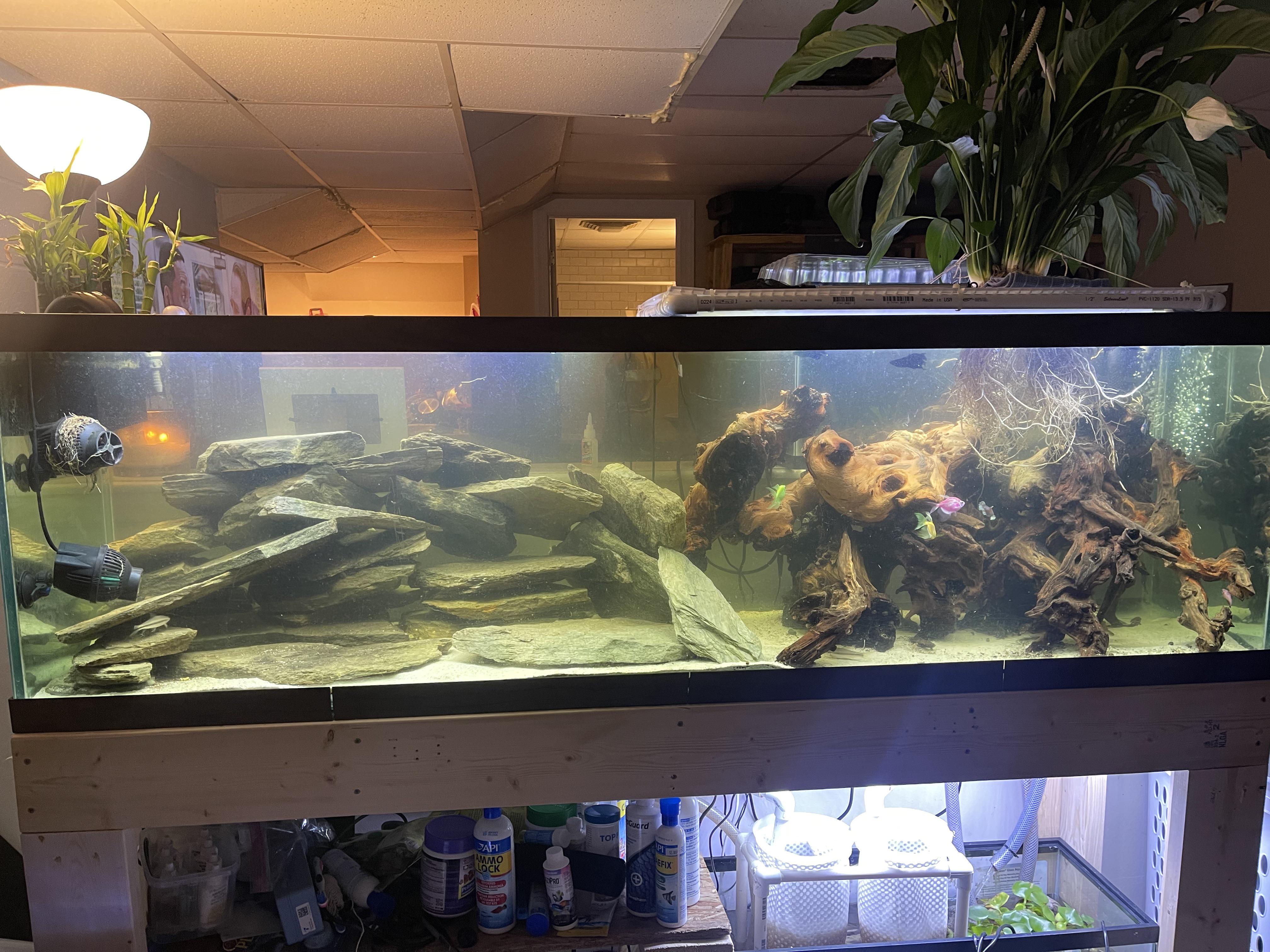 Best plants for nitrates in high flow environment. r/Aquariums