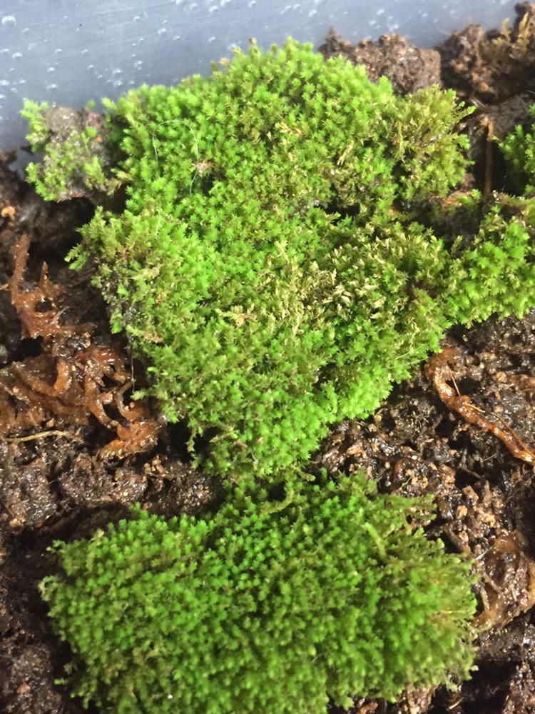 What kind of moss is? Found in Philippines outside of our house r/Moss