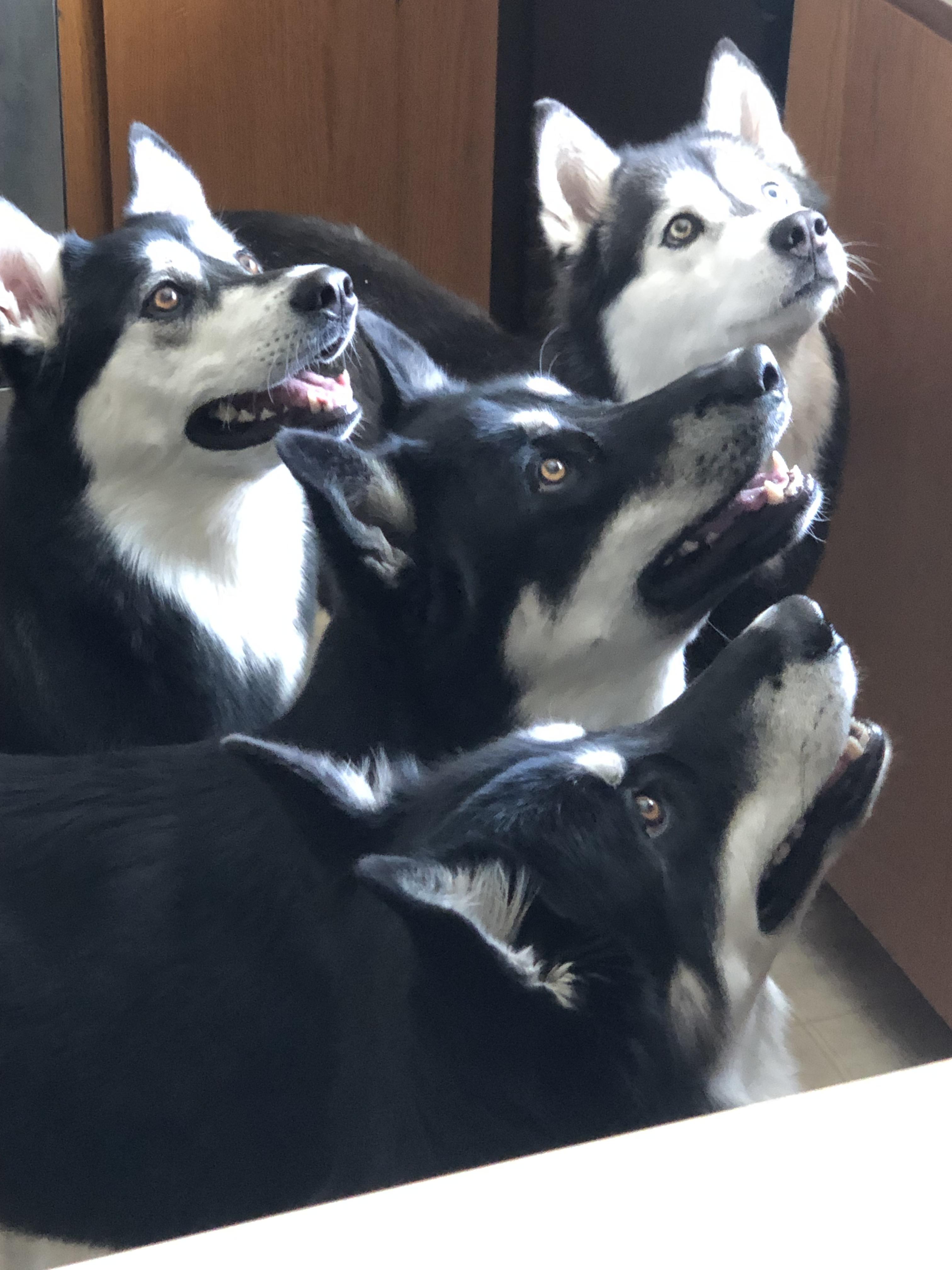 My husky pack r/lookatmydog