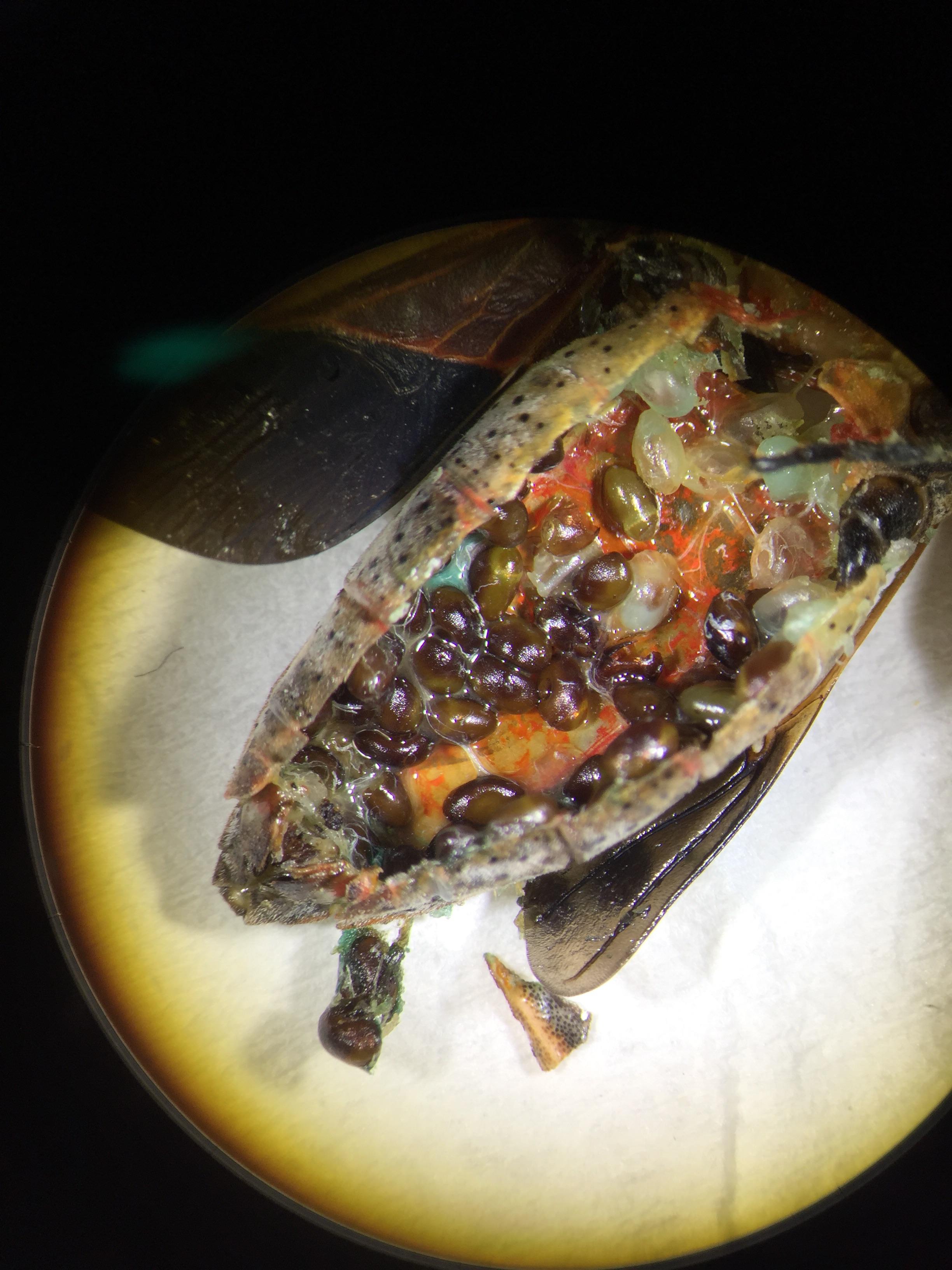 Sweet potato bug dissection (eggs!) r/Entomology