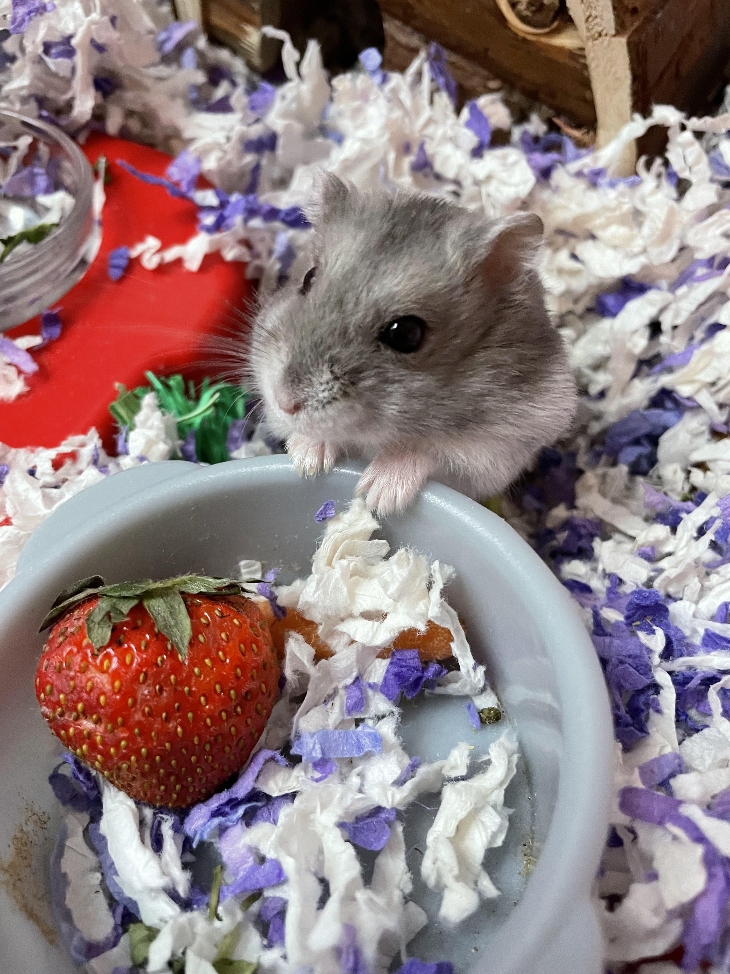 He’s so cute I can’t stand it🍓 r/hamsters